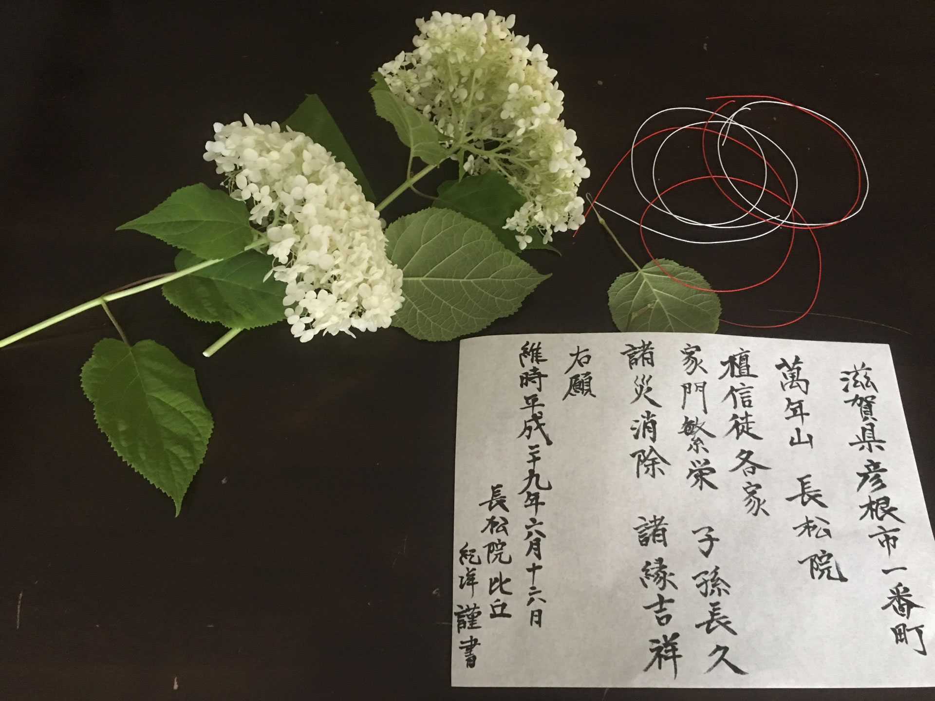 紫陽花のおまじない 井伊直政公の寺 長松院
