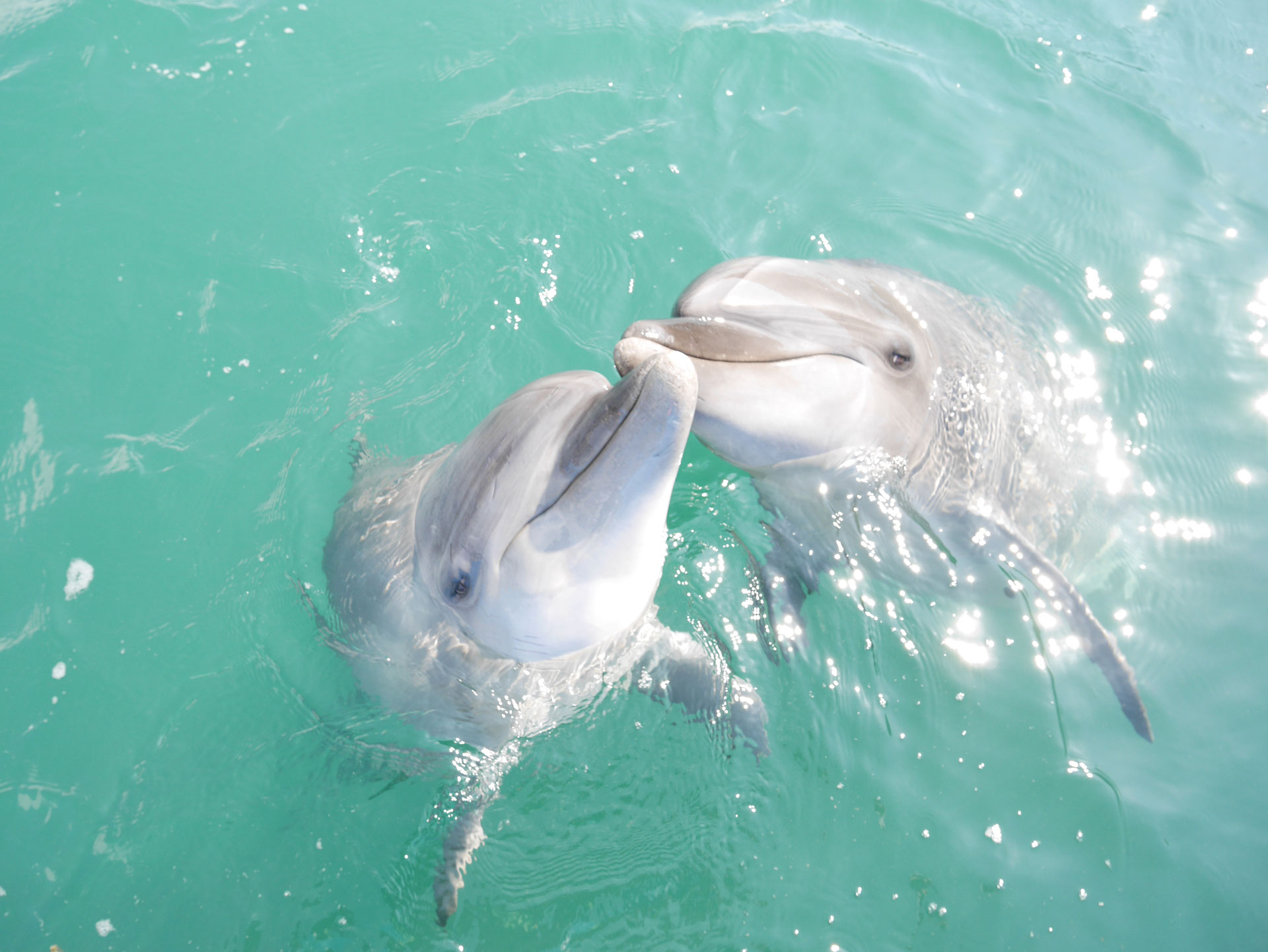室戶海豚中心 與海豚親密接觸的治癒時光！