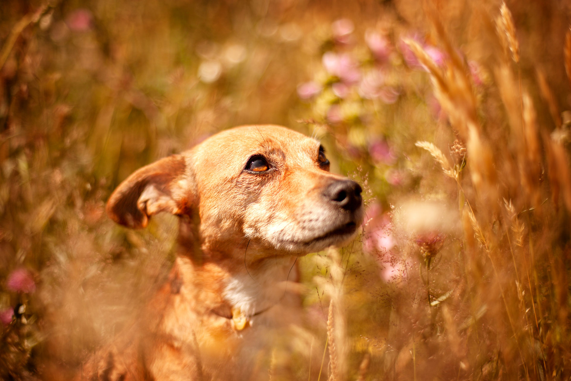 Pro Animal Welfare Pro Animal Welfare Hamburg e.V.