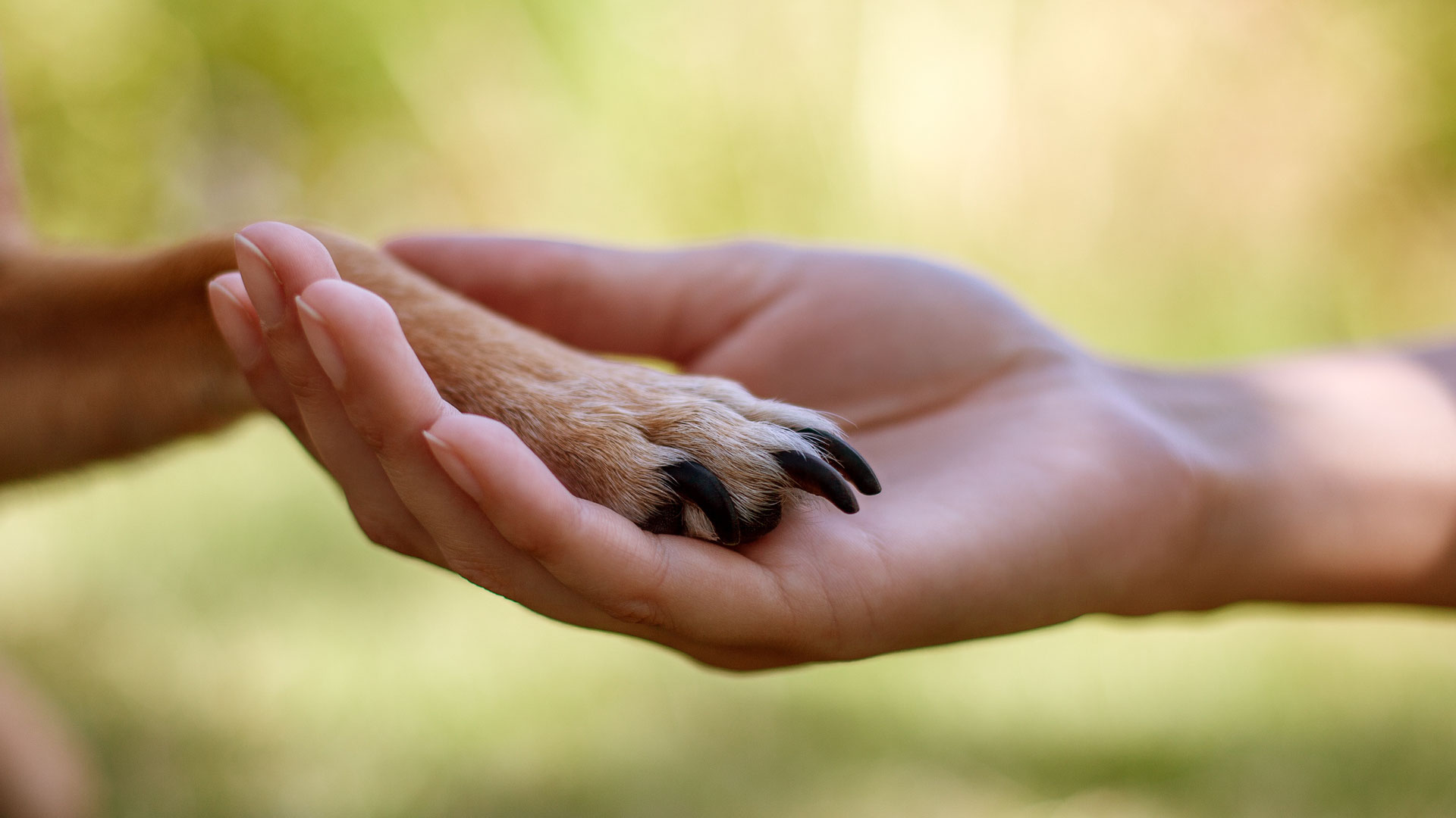 Home Pro Animal Welfare Hamburg e.V.