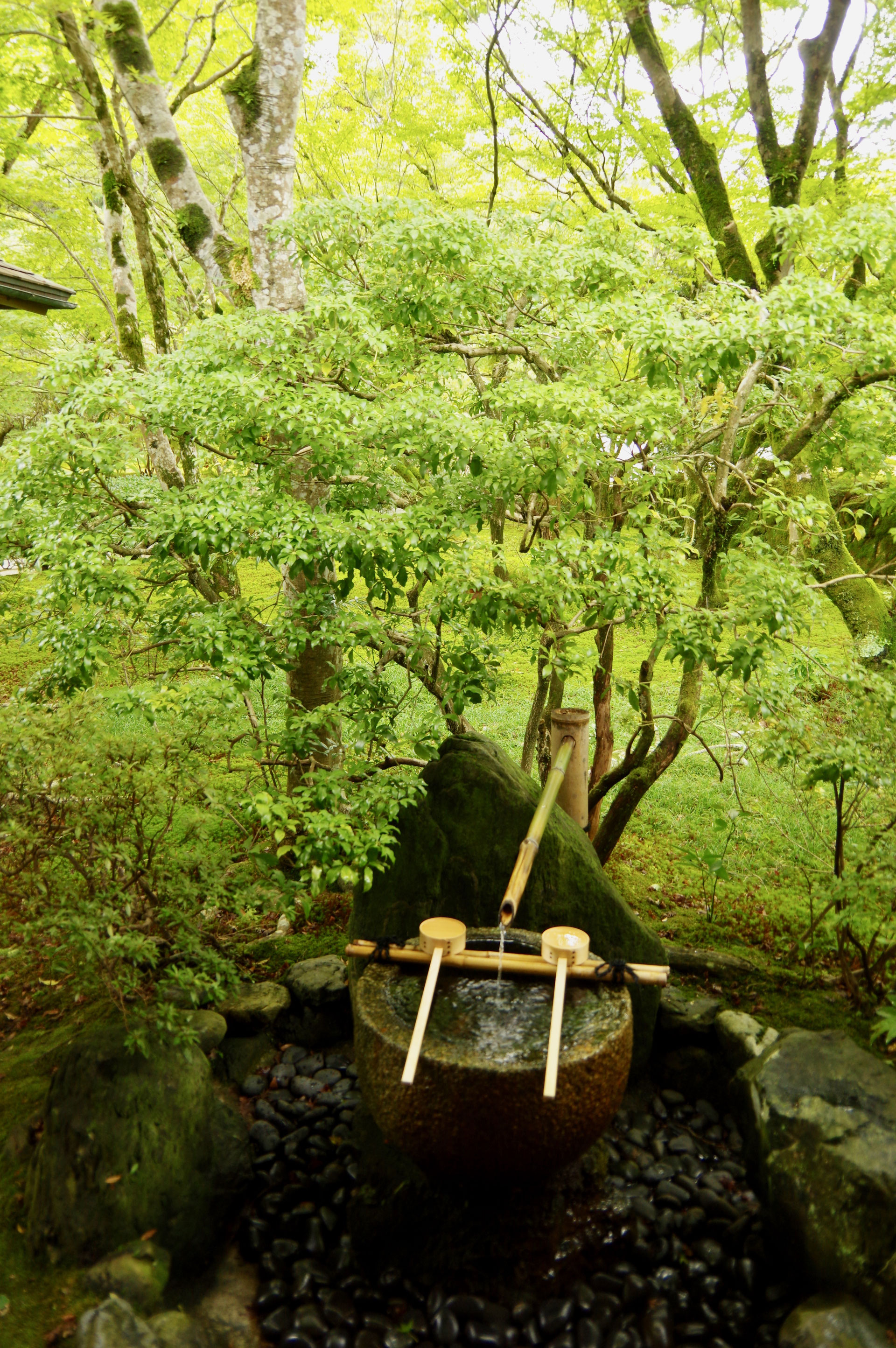 油絵原画 京都の苔庭（祇王寺）サイズM10 写実画 油絵原画 京都の苔庭