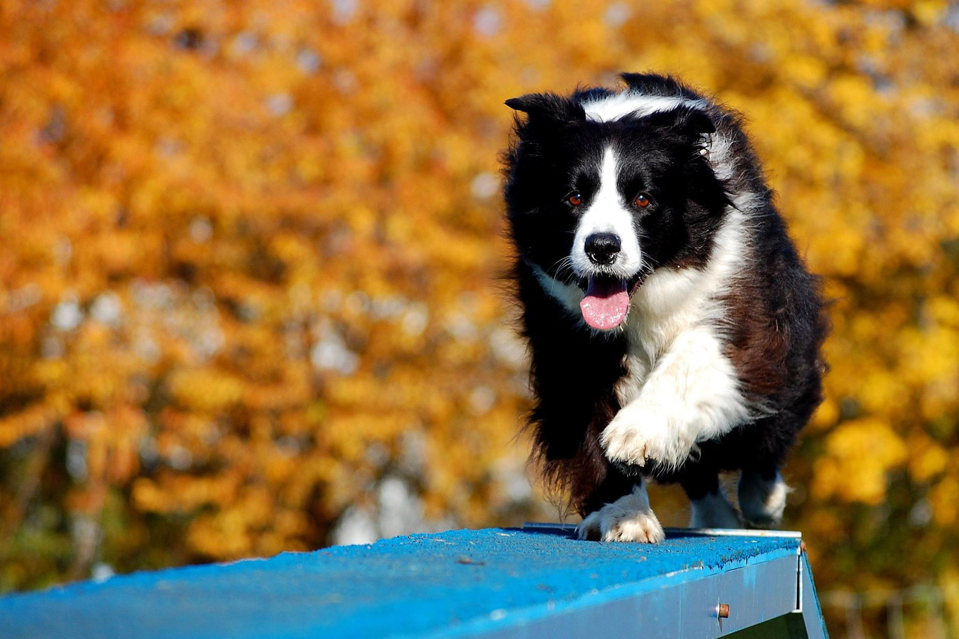 Crazy Border Collie Kennel "Keen Workers"