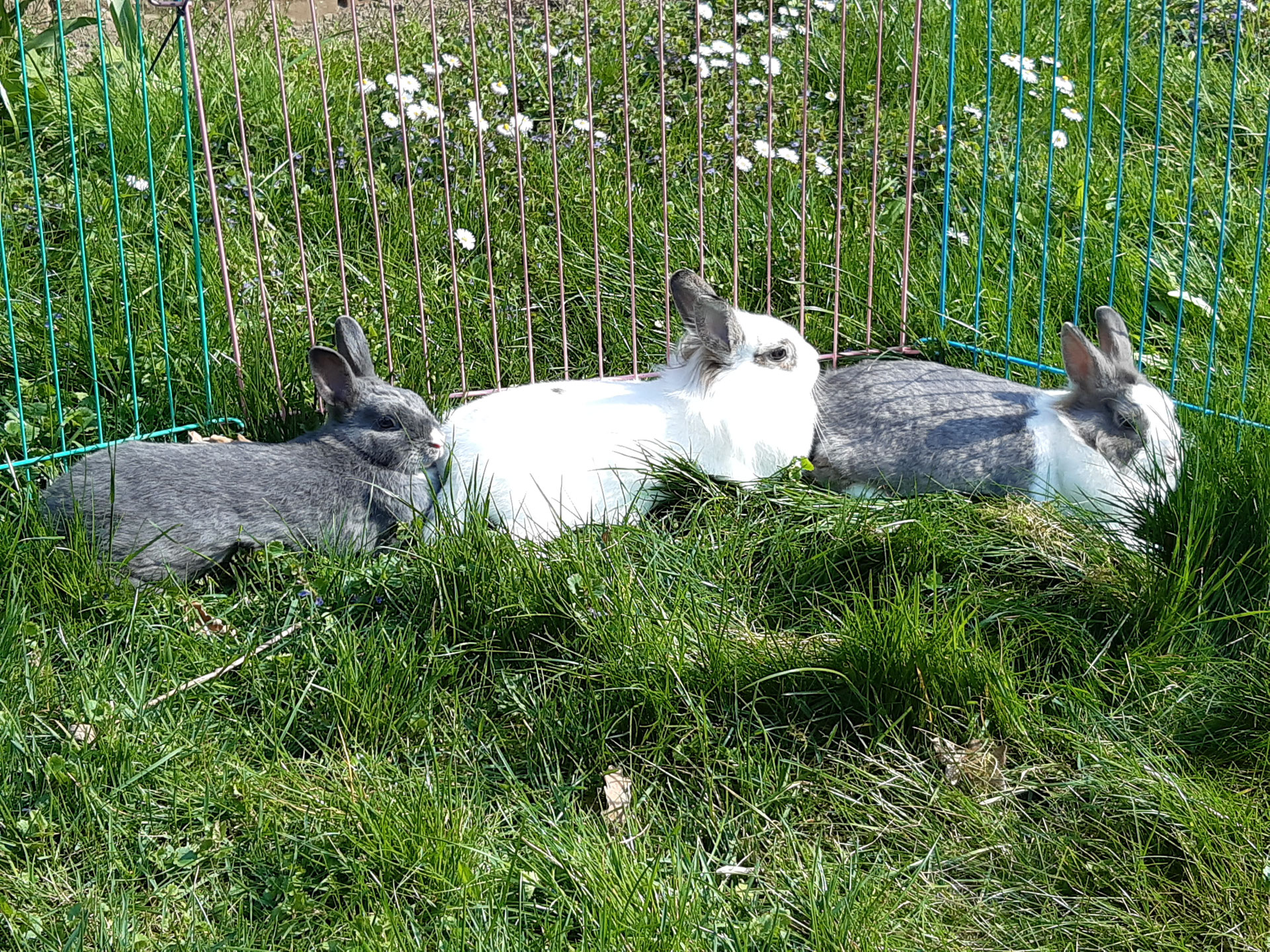 Kaninchen Einfach Und Schnell — Rezepte Suchen