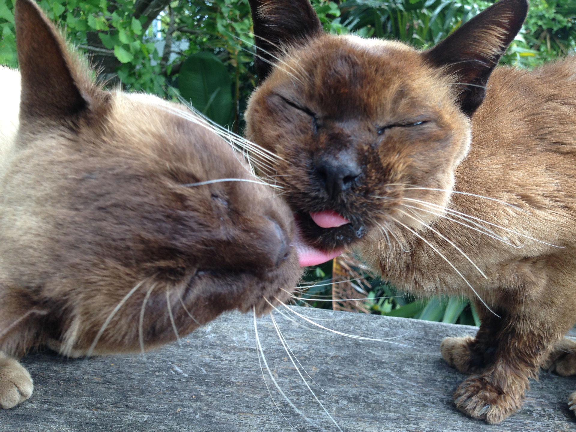 老猫ハチ 生きてます インプロ ワークショップ コミュニケーション 老猫ハチ 生きてます インプロ ワークショップ コミュニケーション