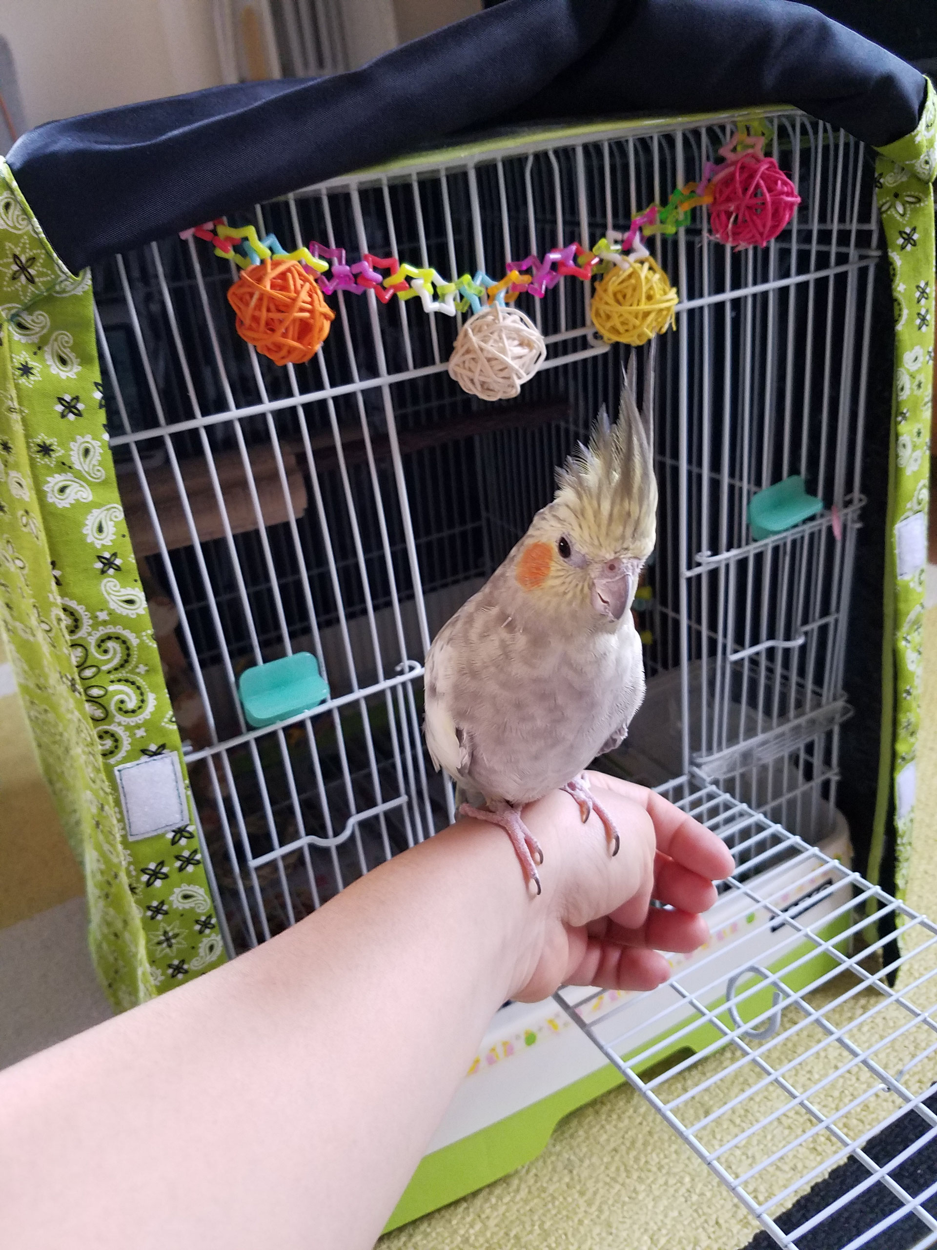 インコのいる生活様専用鳥かごおやすみカバー （鳥籠 HOEI