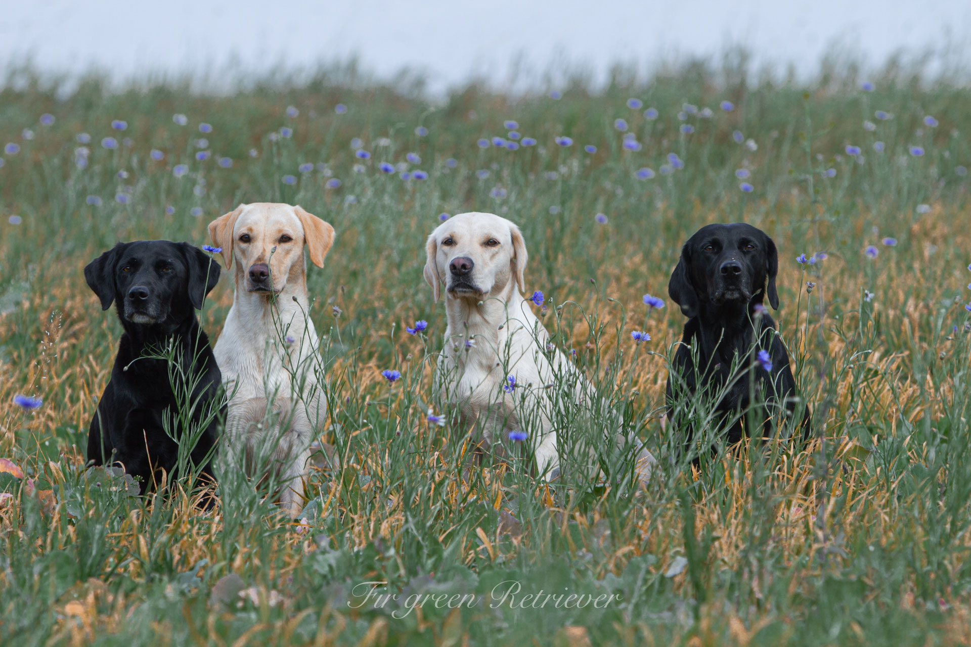 Der Labrador aus Arbeitslinien "FIR GREEN" Retriever Kennel in der Rhön