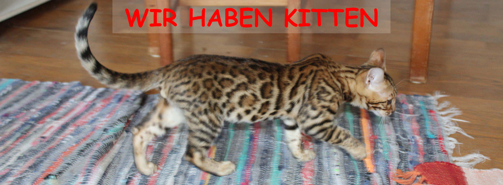 Benroma Feine Bengalkatzen Aus Osterreich Benroma Feine
