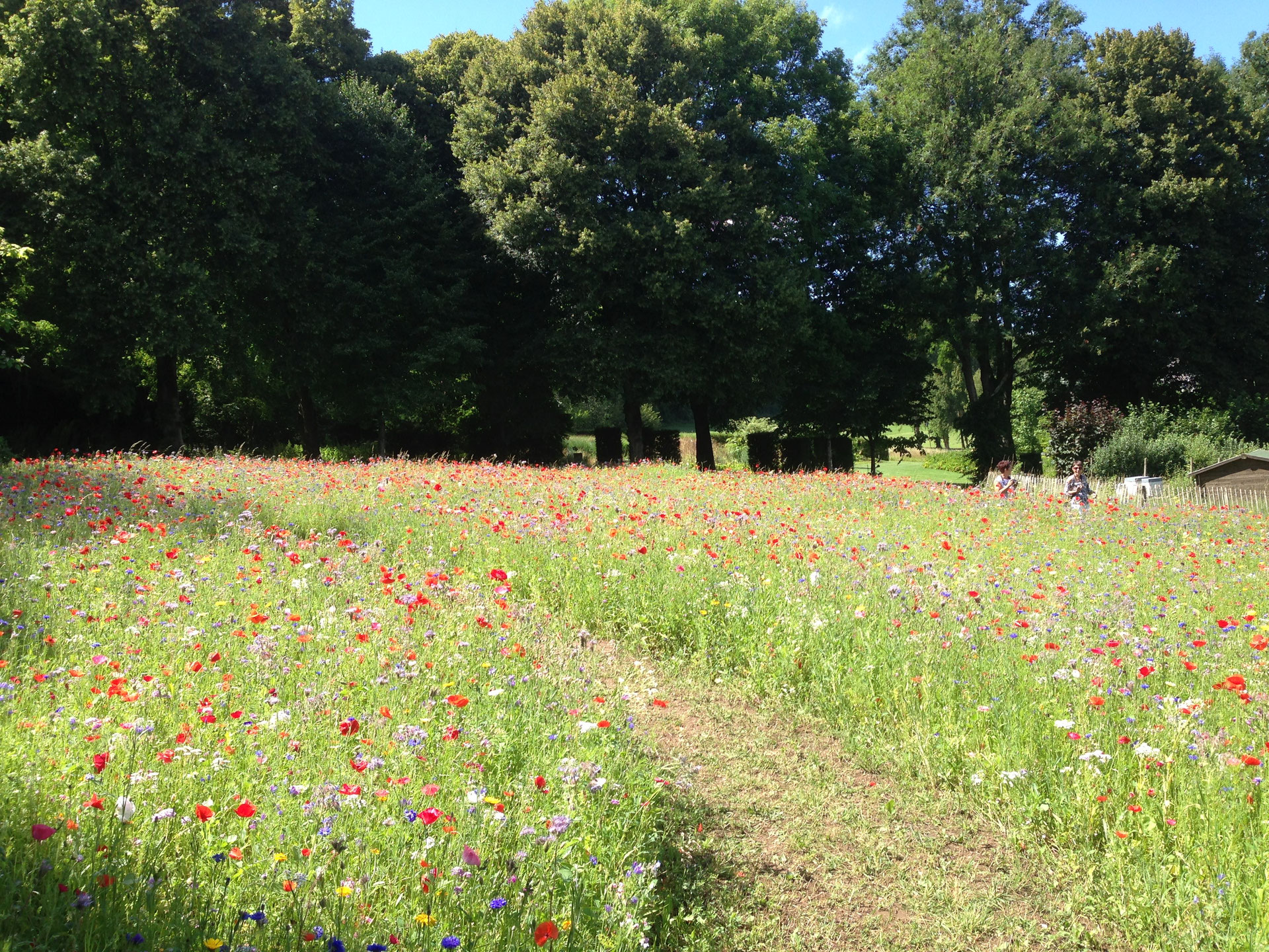 Jardin sans entretien - Paysagiste Bruxelles