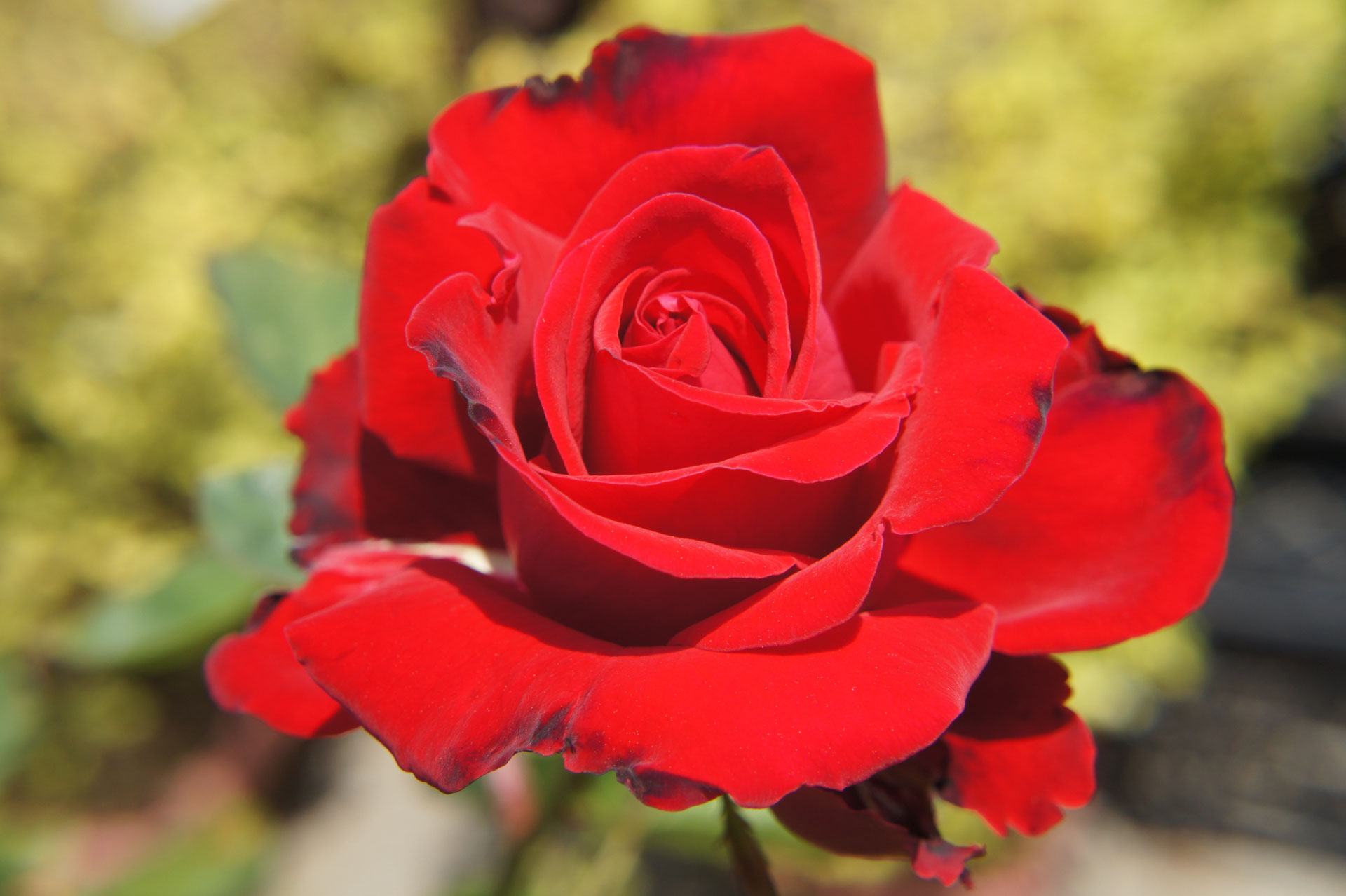 花ひろばバラ苗は390品種以上の取り扱い - 花ひろば 果樹 庭木