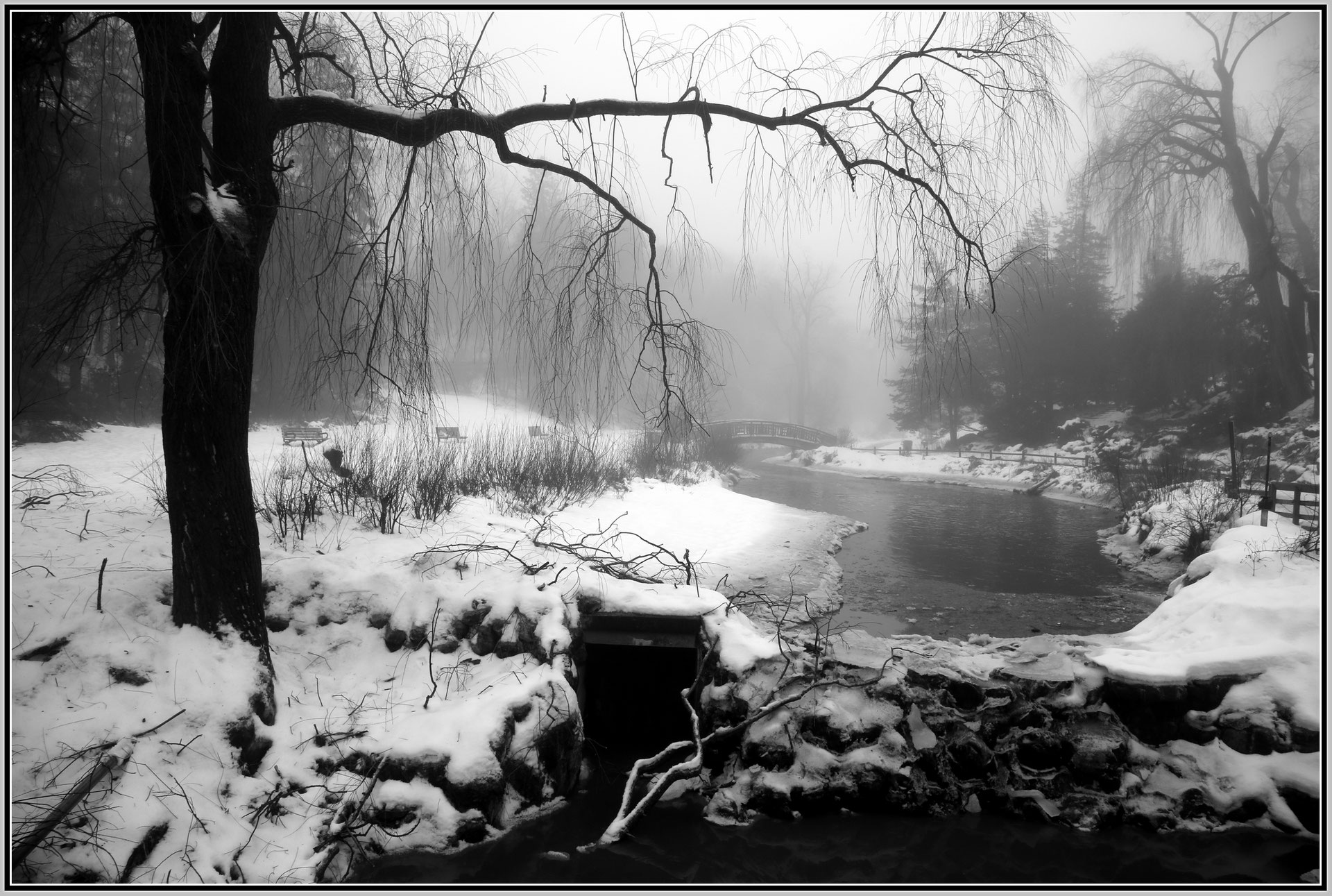 Fog, Snow, and Trees - tenderlightimages1