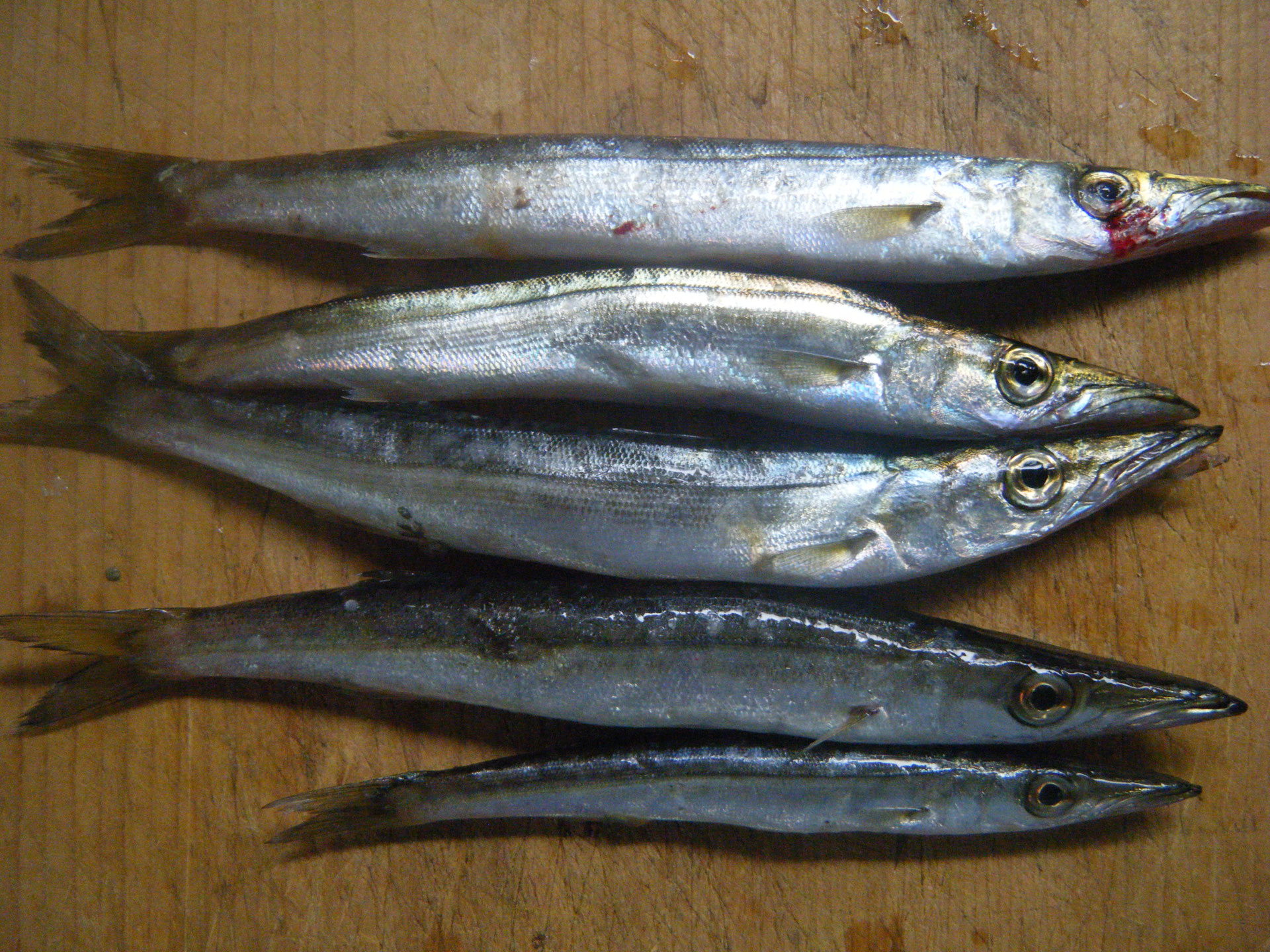 山陰の地磯でカマス5匹 釣り アウトドア 山陰の地磯でカマス5匹 釣り アウトドア