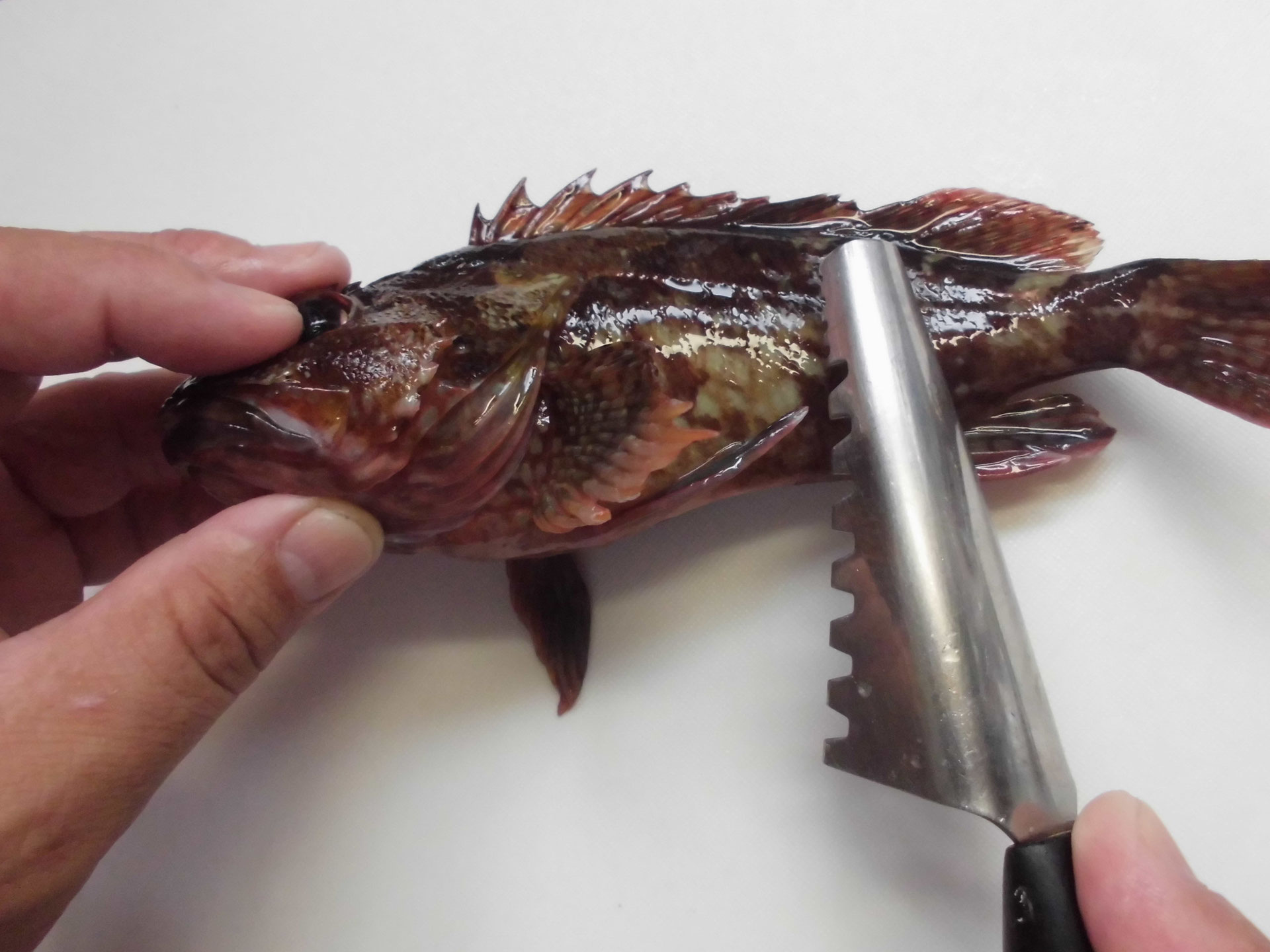 釣り人料理 カサゴの3枚おろし 釣り アウトドア