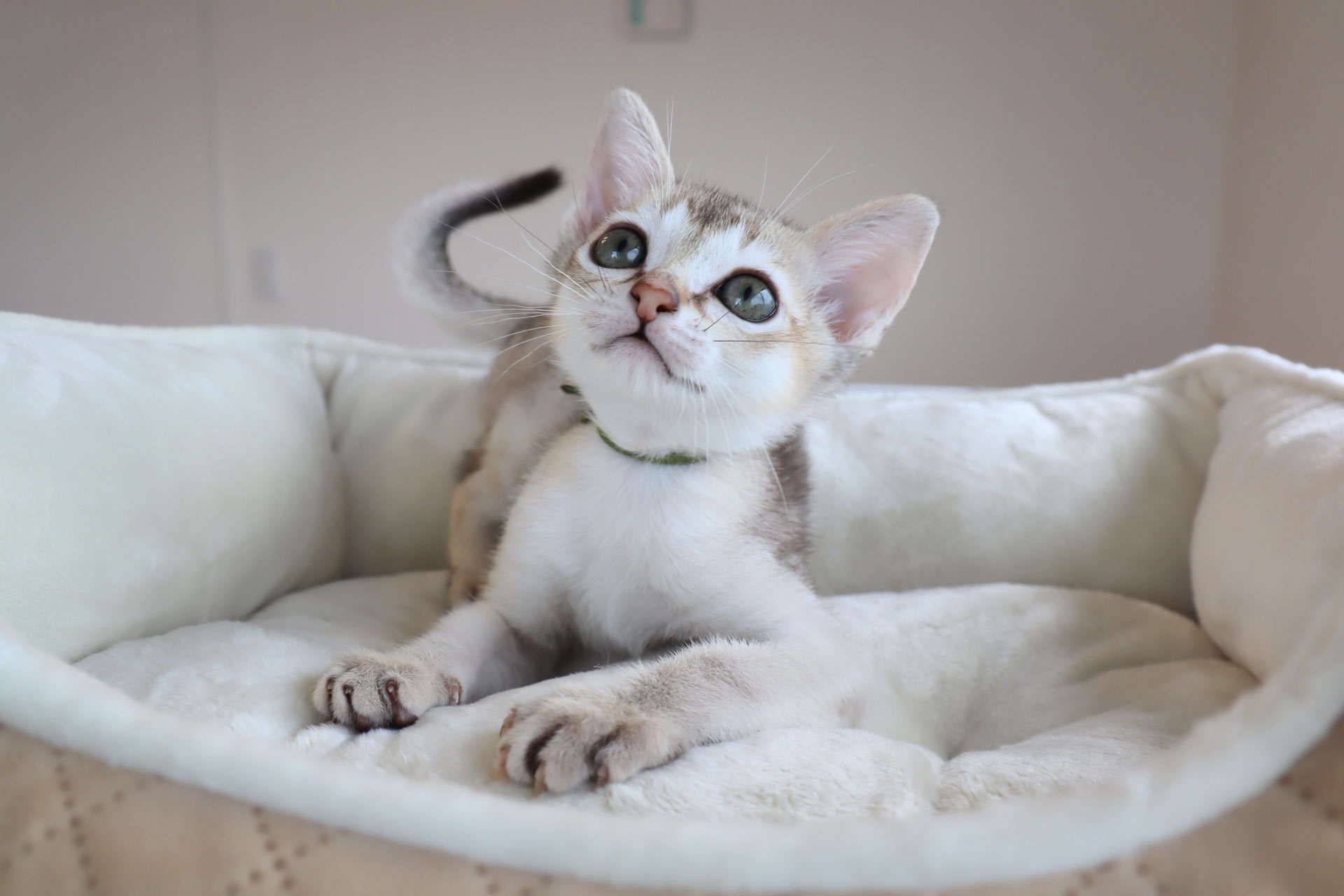 小さめ！猫目ルチルたん！かわいい！ 小さめ！猫目ルチルたん！かわいい！ キャッツアイルチル