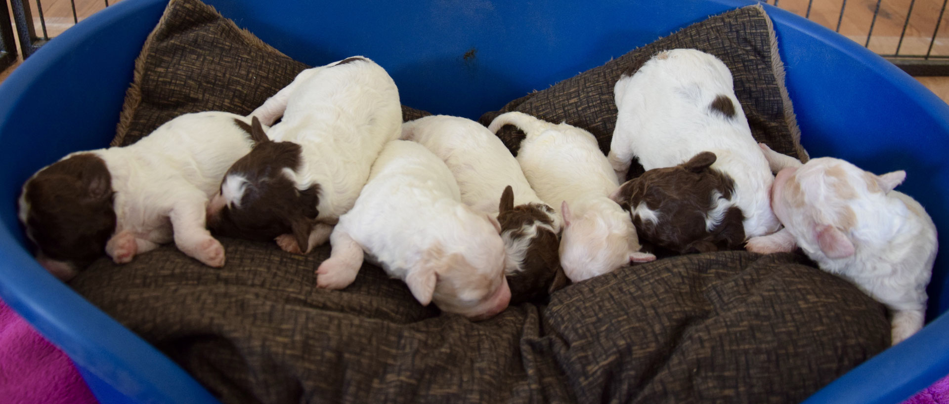 D Wurf Lagotto Romagnolo Wasserhund Zucht Zuchter Kennel Welpen In Bayern Und Truffelseminare