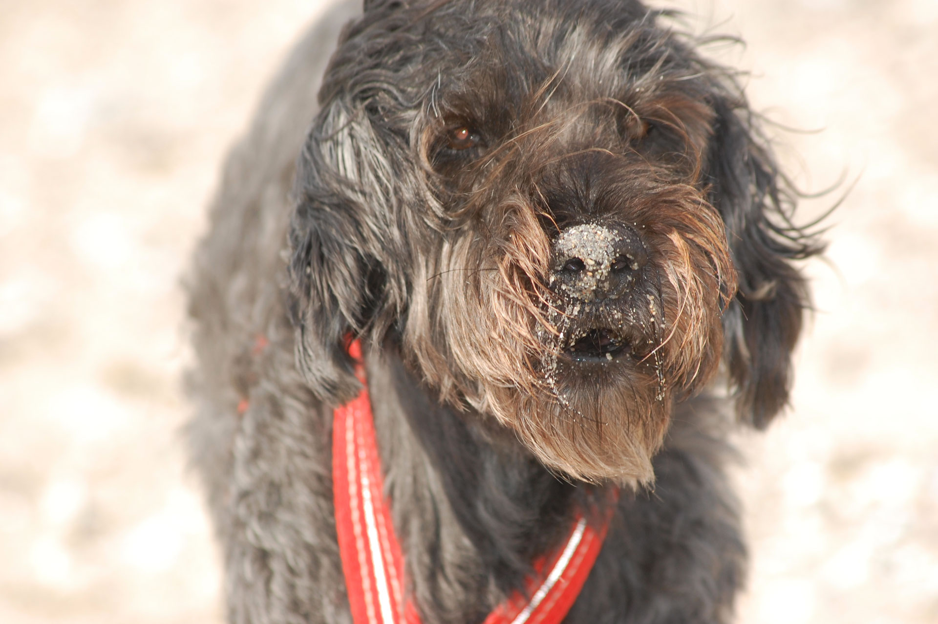 Sammy Lagotto Romagnolo, Wasserhund Zucht/ Züchter/ Kennel/ Welpen in Bayern und Trüffelseminare