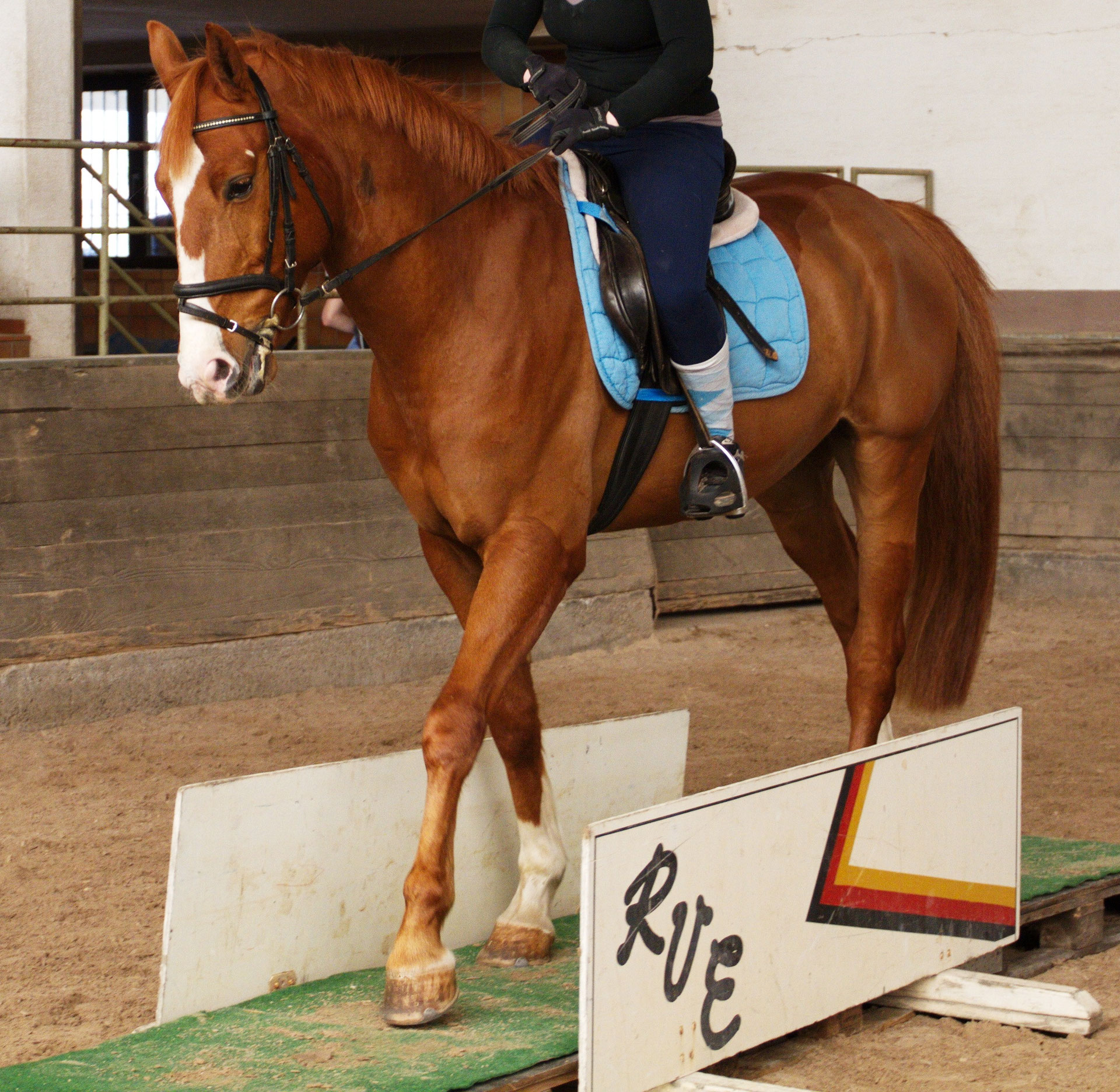 Reiten im RVE voltigiereneppelheims Webse