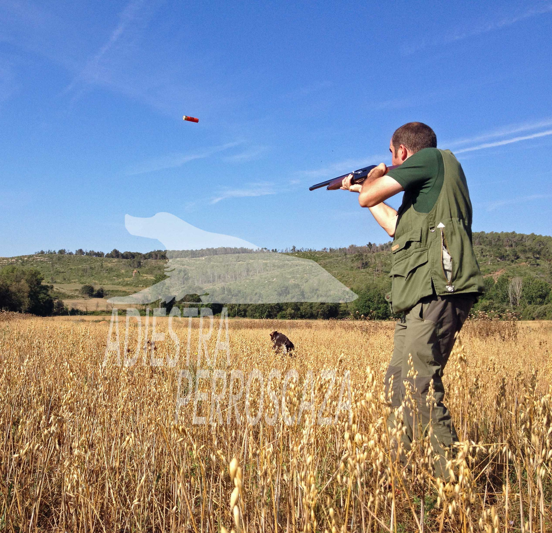 Cazar con perro de muestra Perros de caza Adiestraperroscaza Cazar con perro de muestra Perros de caza Adiestraperroscaza