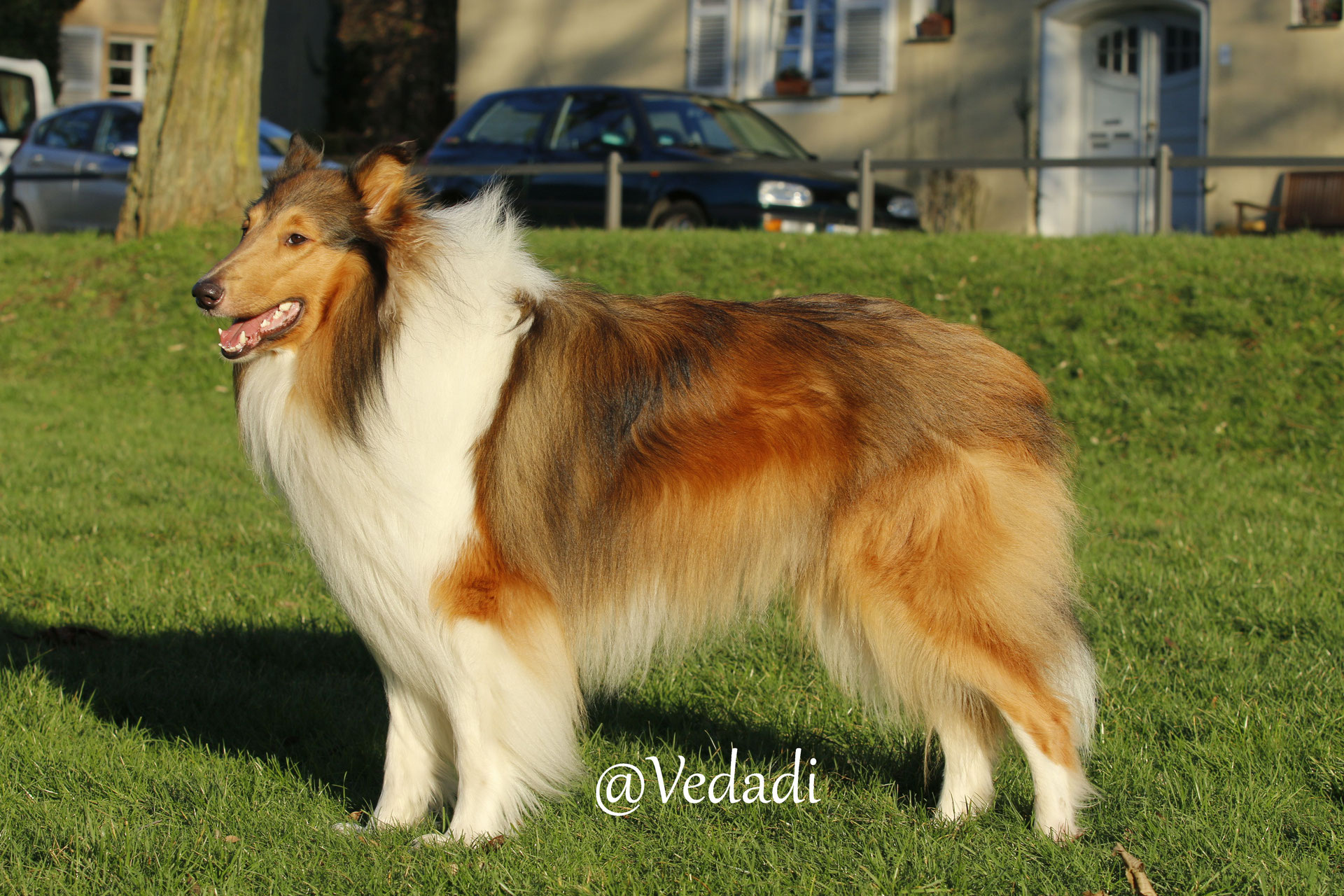 Diego Amerikanischer Collie Aaron