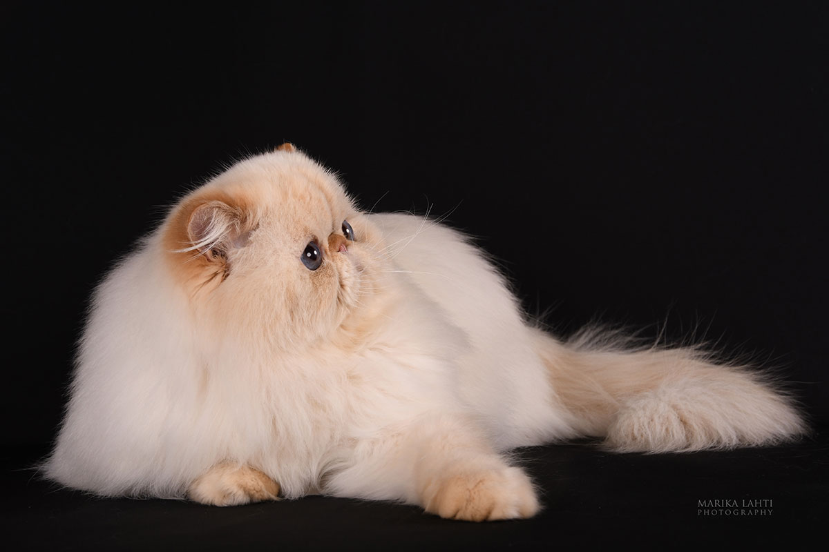 gatos persas himalayos - Página web de himalayosrubi