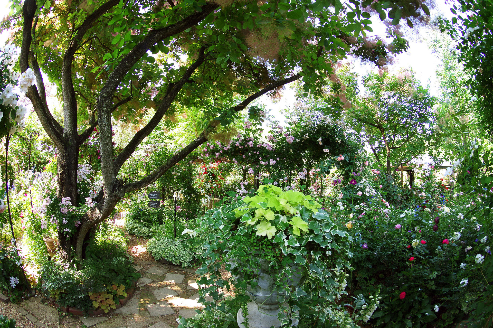 ようこそ金井塚園芸のホームページへ - 花苗・宿根草 金井塚園芸