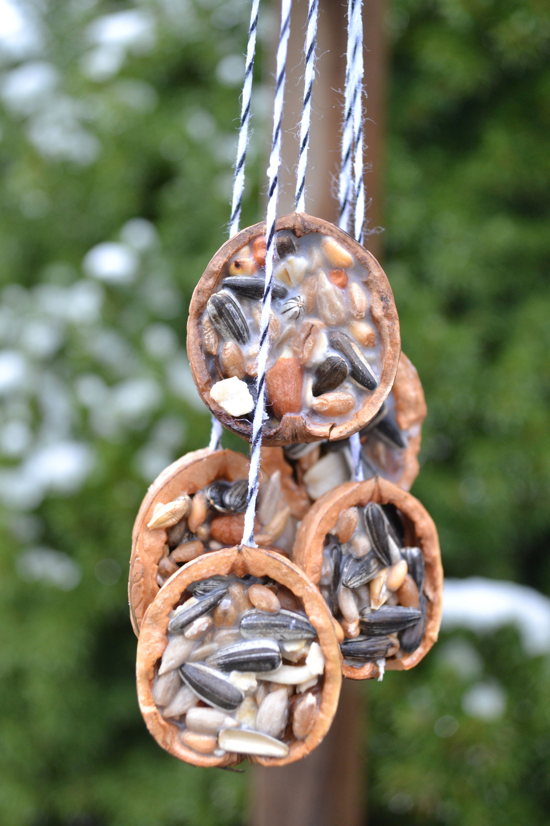 Vogelfutter in der Nussschale die kleinen dinge