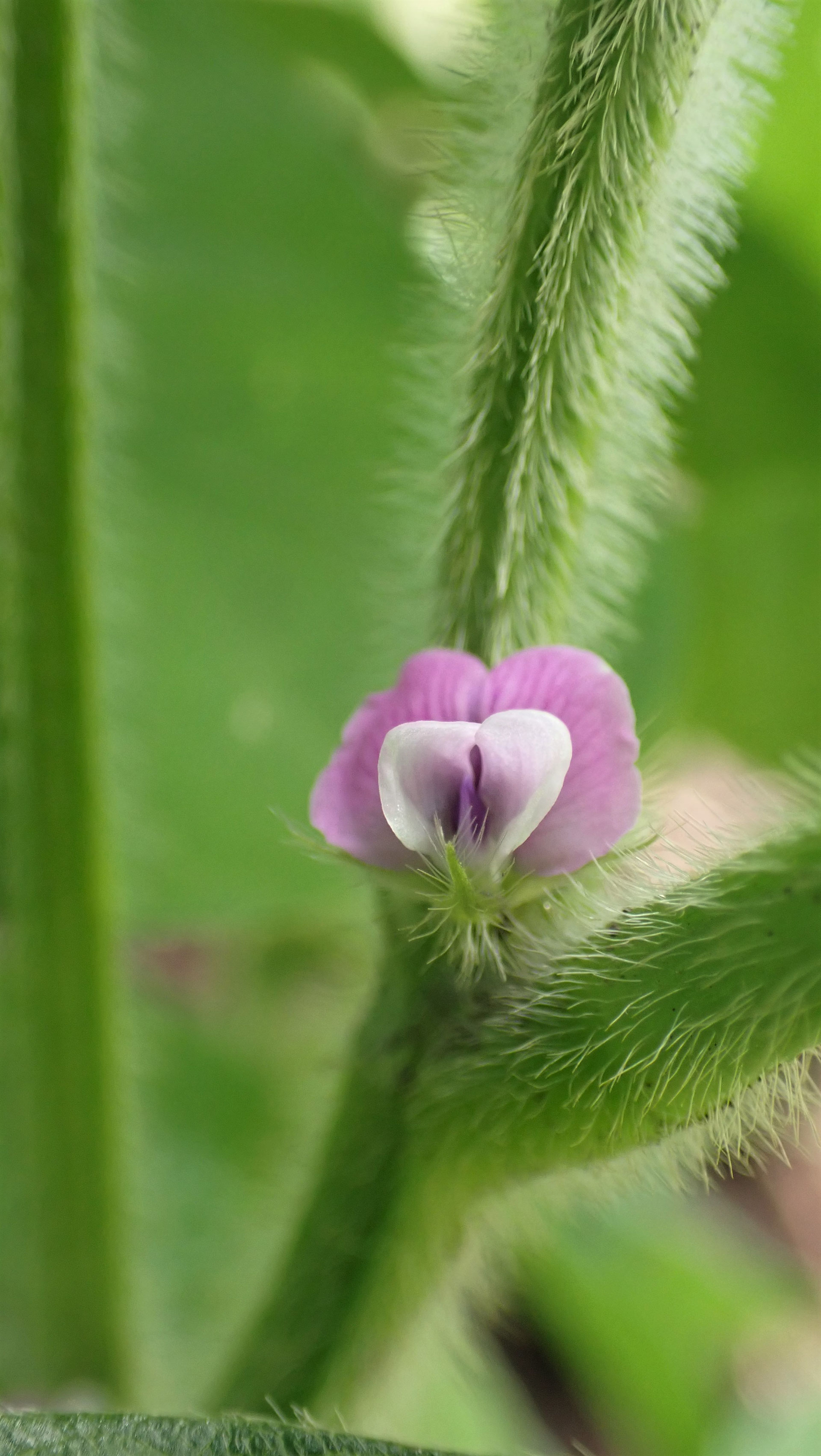 在来大豆の花が咲きました すどう農園