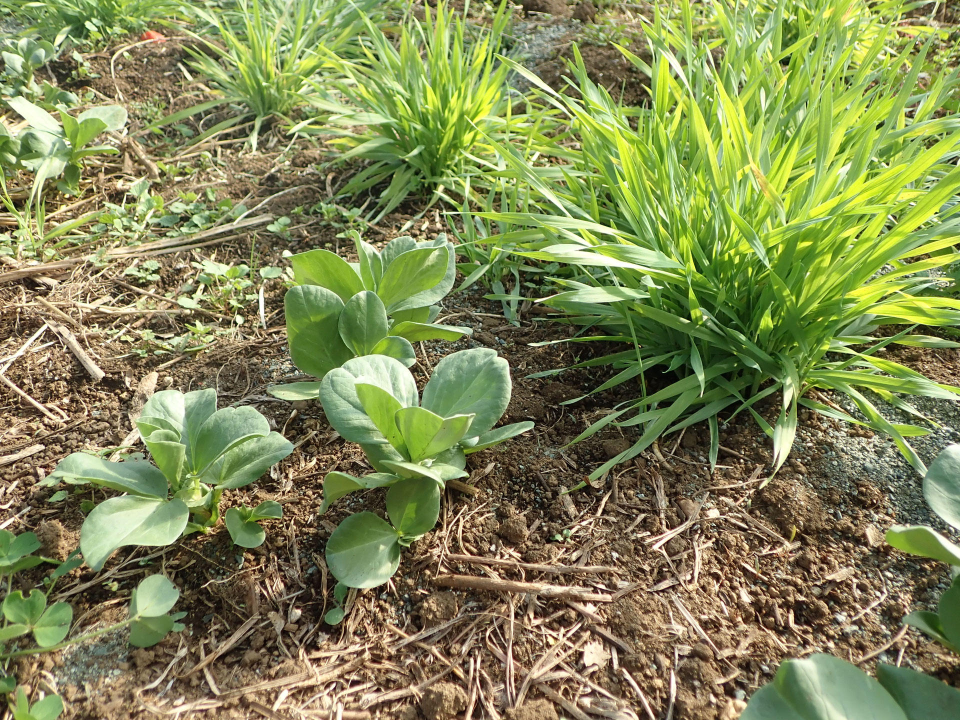 ソラマメと大麦 バンカープランツ すどう農園