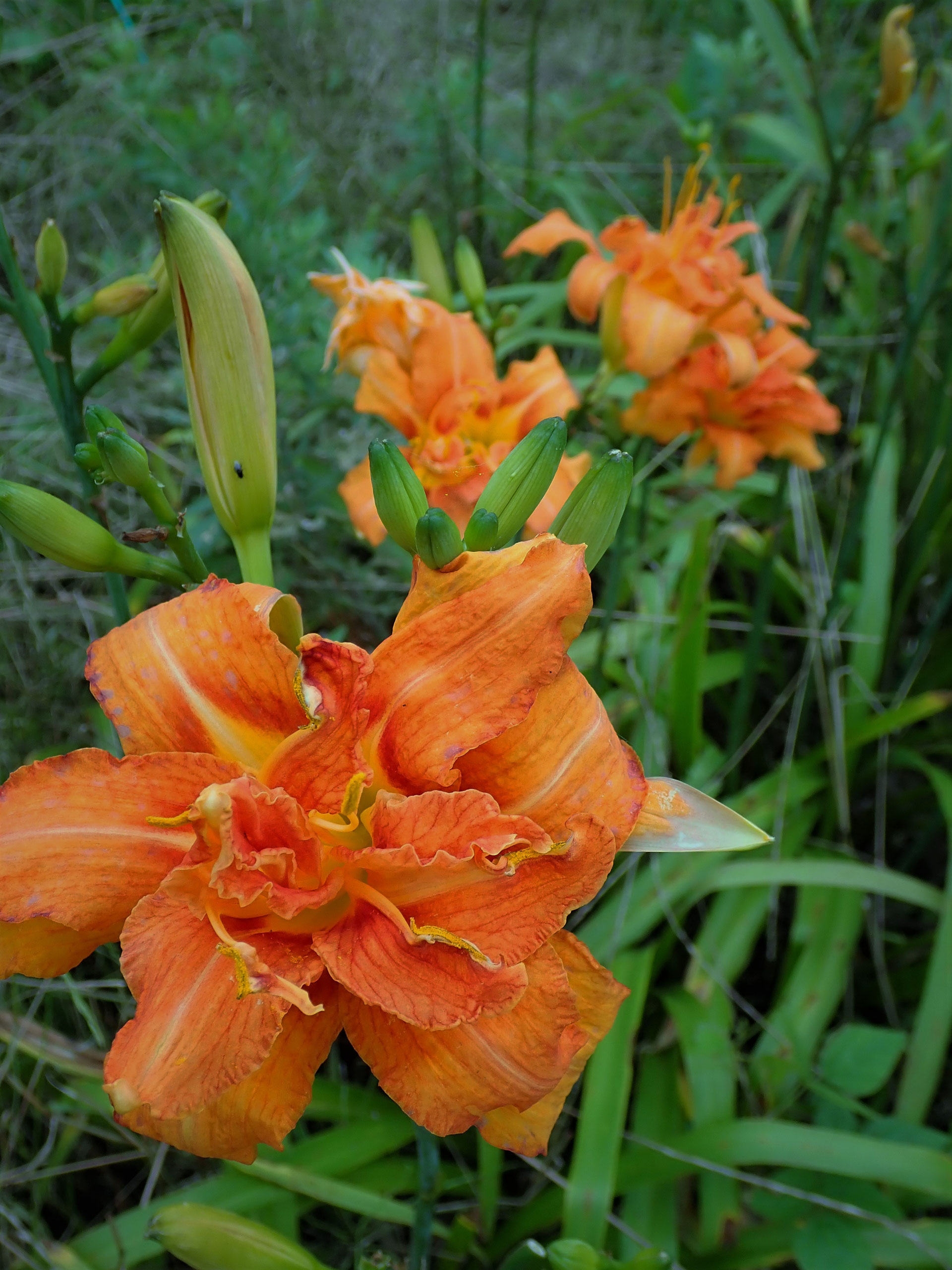 ノカンゾウの花の食べ方 金針菜 すどう農園