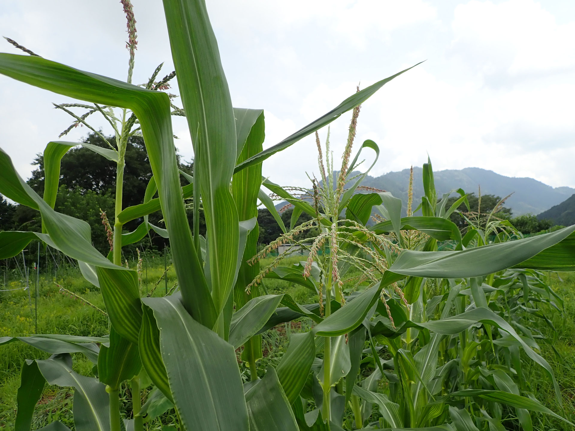 固定種・モチトウモロコシの梅雨 - すどう農園, image size:1920x1440