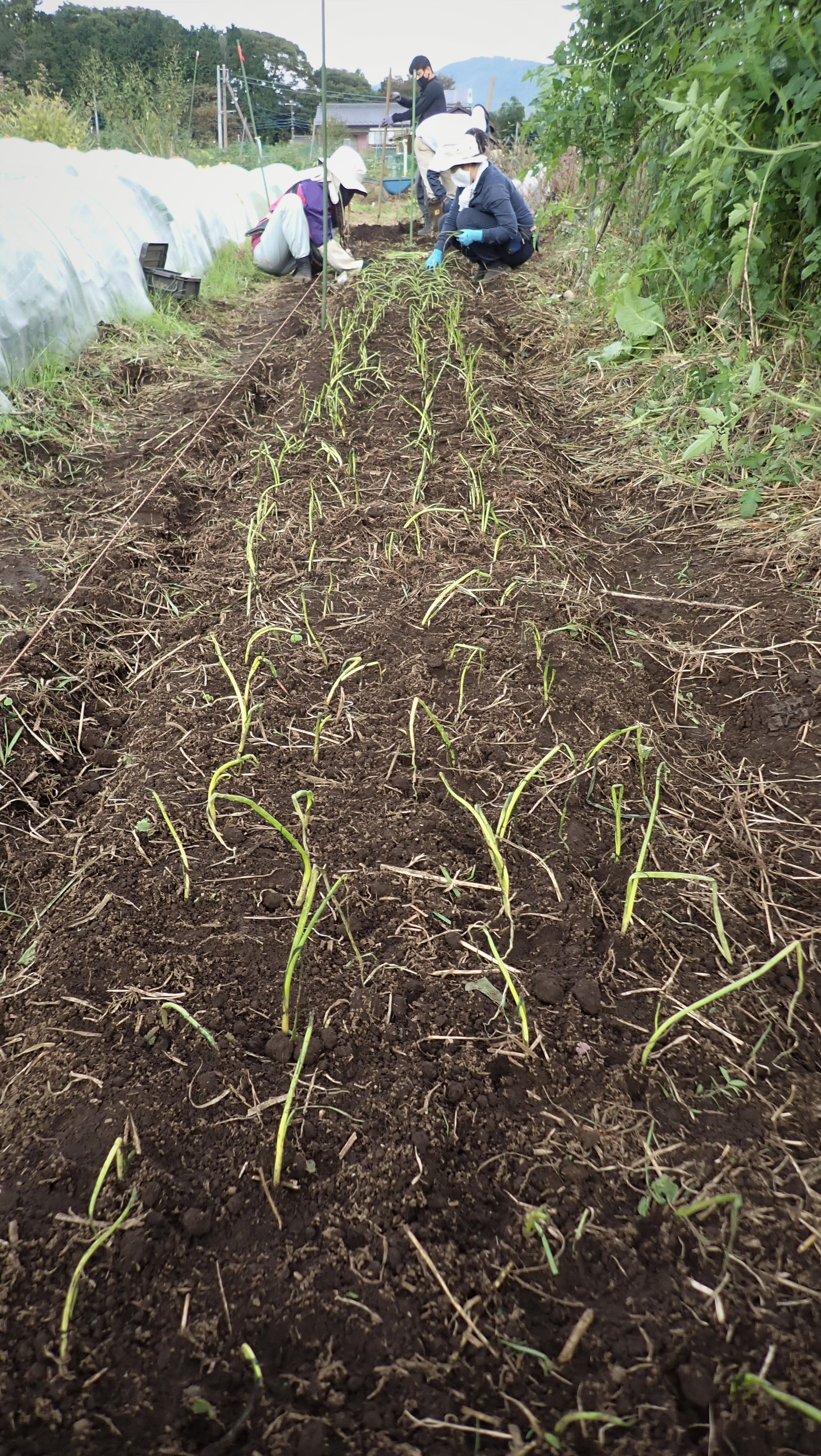 イチゴ＆玉ねぎの定植 - すどう農園