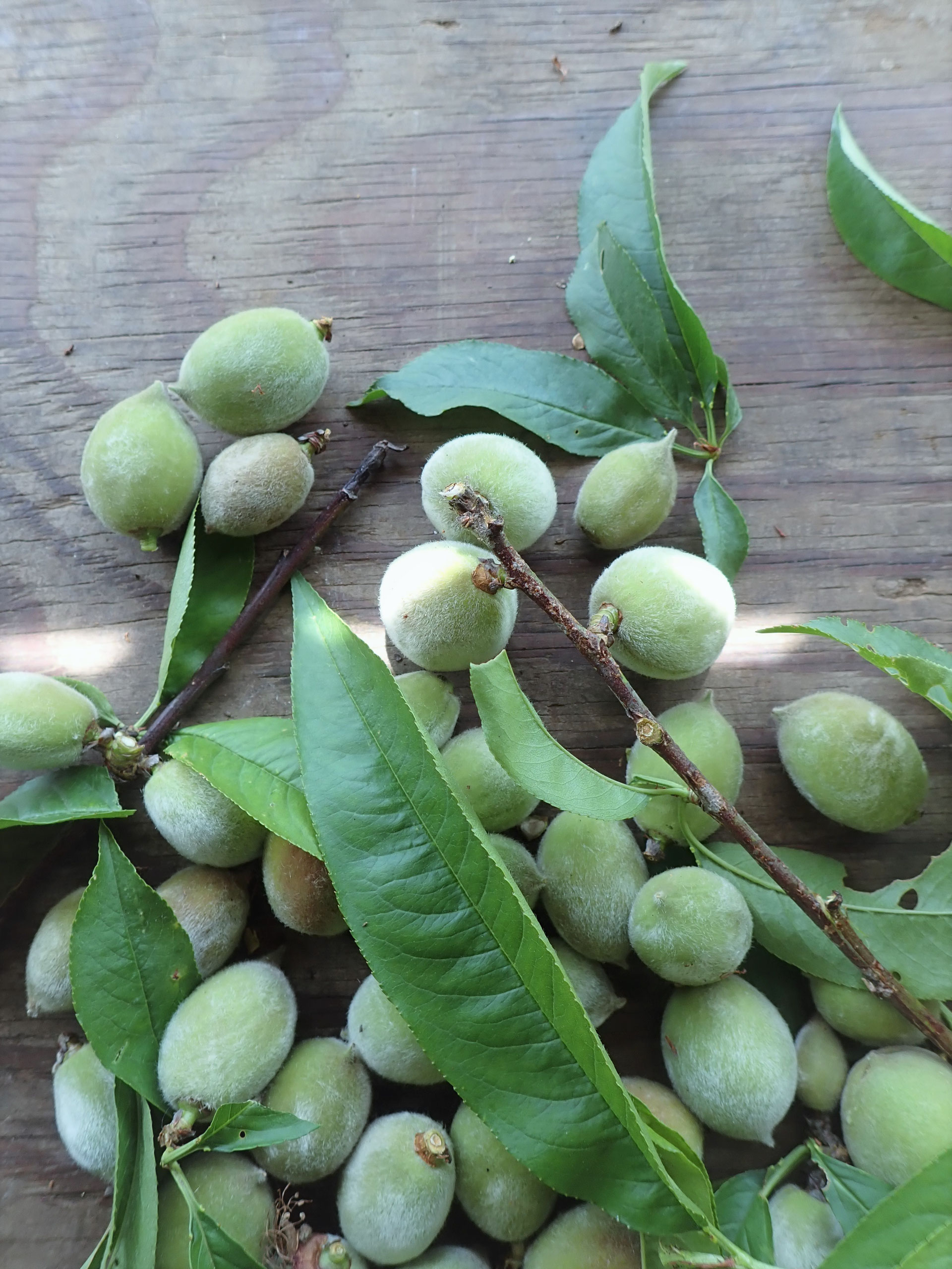 無農薬の桃の葉の季節です すどう農園
