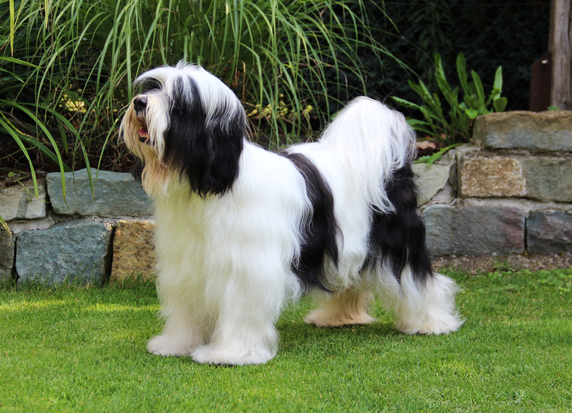 Tibet Terrier Deckrude Maximum Max Tibet Terrier Of Dog S Wisdom