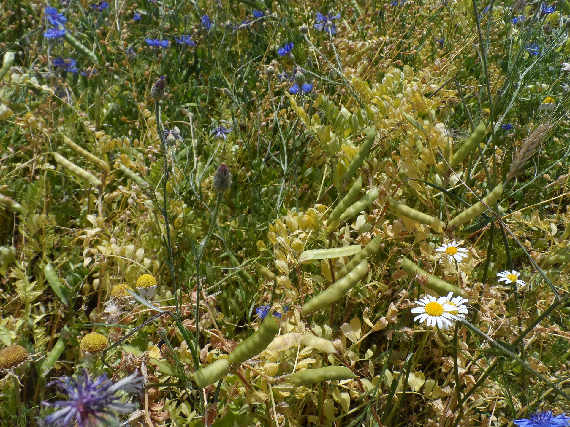 unsere linsen - WALDVIERTLER BIOHOF Karl Ringl
