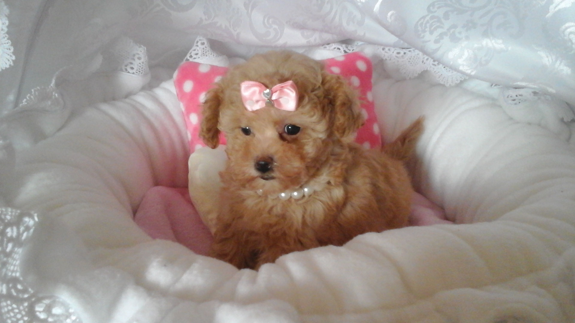 Teacup Pudel Kaufen Preis