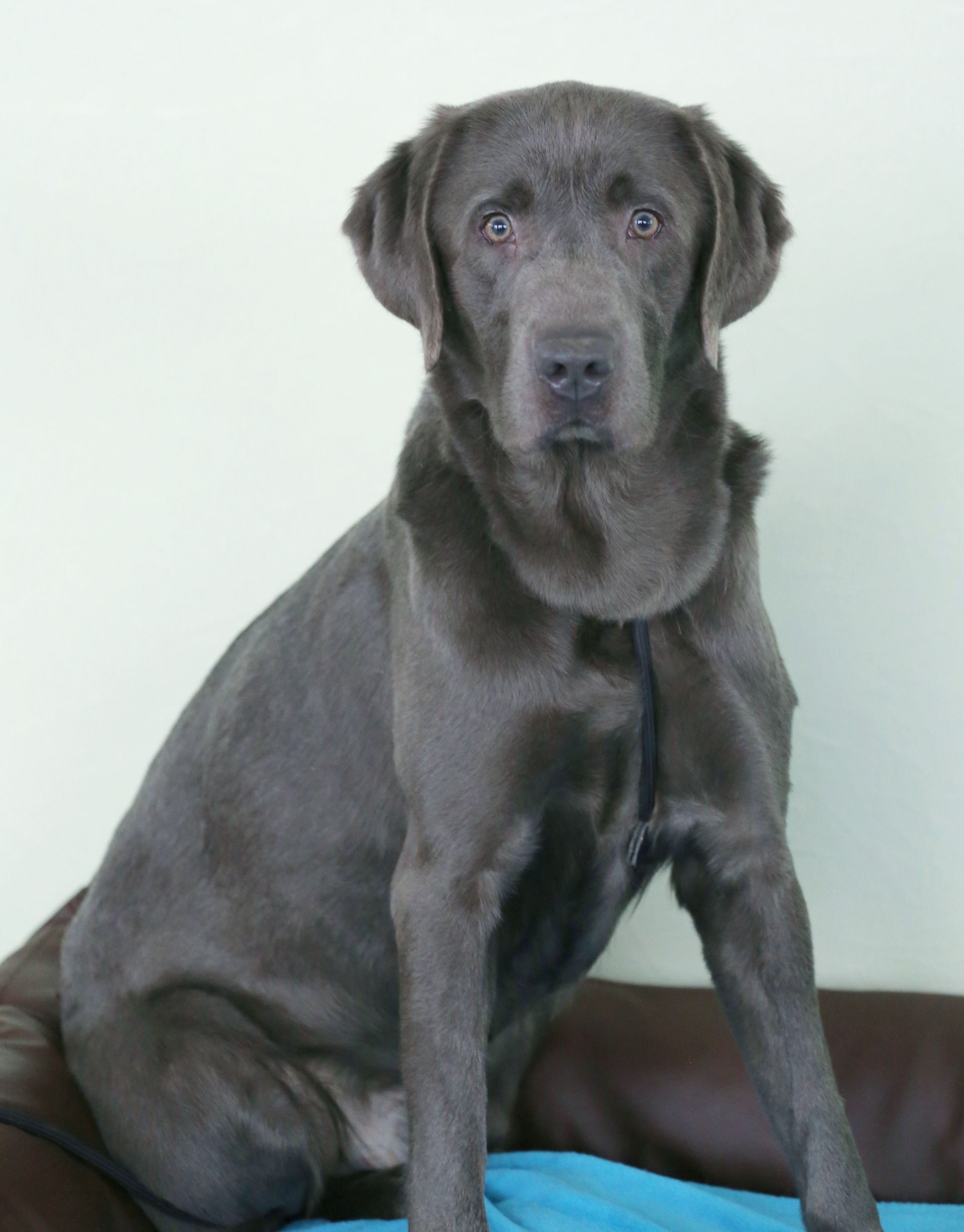Wurfplanung - mingan-labrador: Labradore in Silber, Charcoal