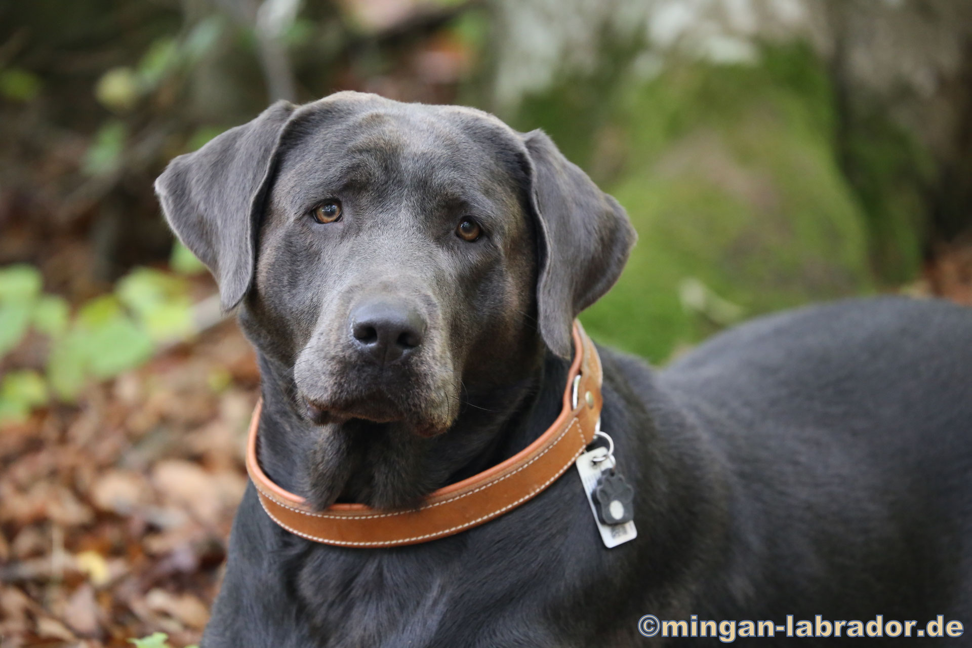 Labrador Silber, Labrador Charcoal, Mingan Labrador minganlabrador