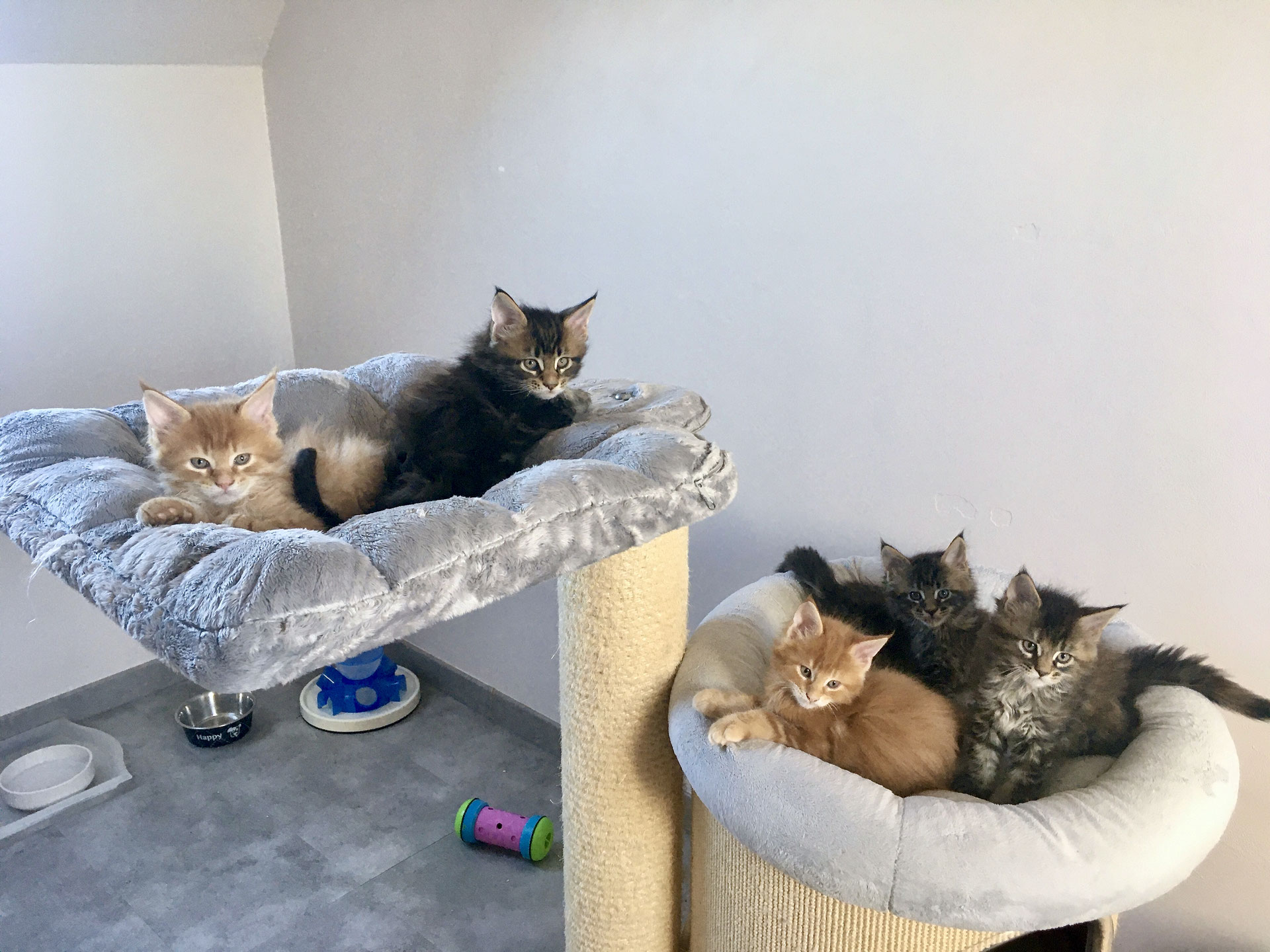 Elevage Familial Maine Coon Yvelines 78 Chatterie Des Tacocoon Elevage Familial Maine Coon Yvelines 78 Chatterie Des Tacocoon