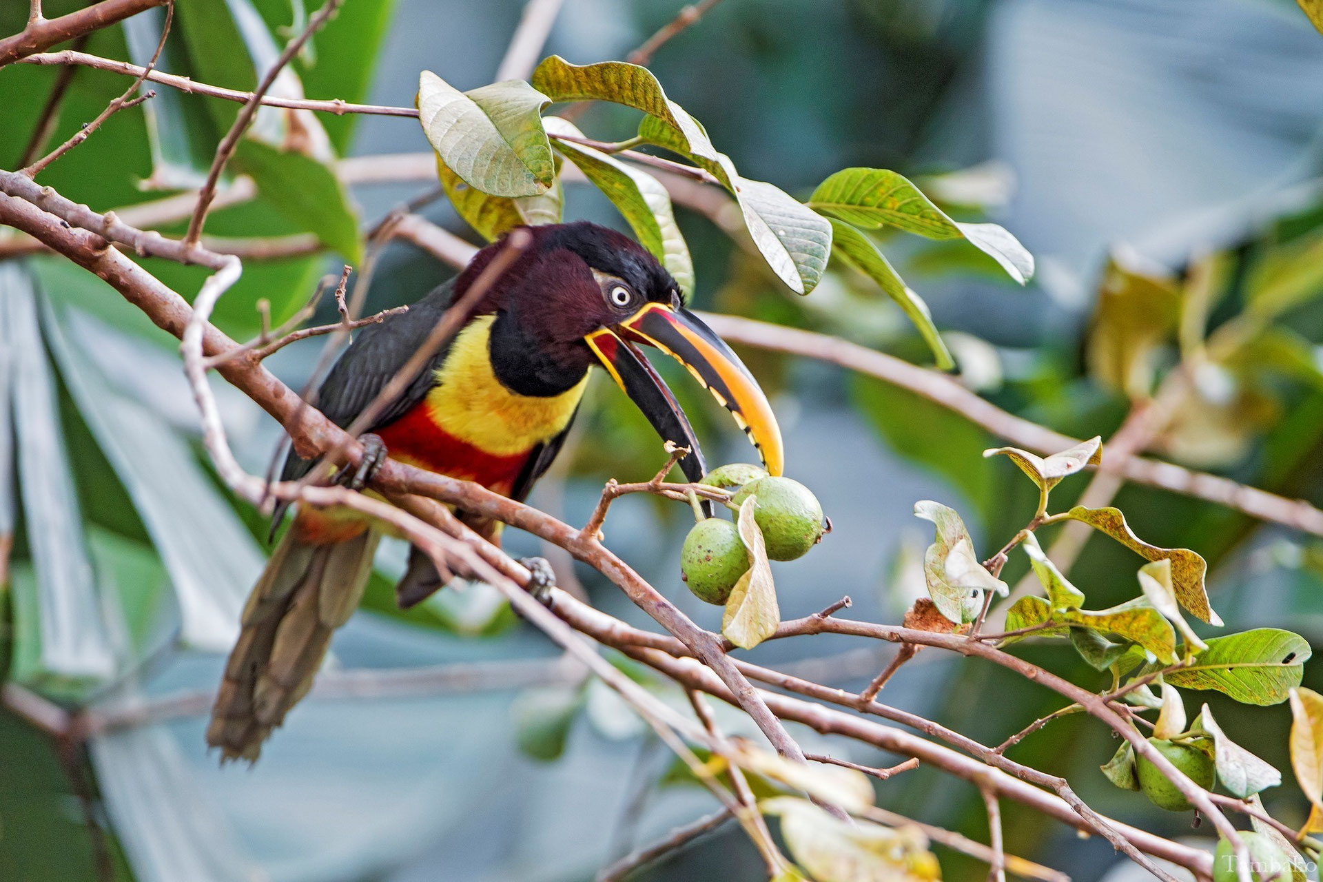Araçari à oreillons roux Dictionnaire des animaux