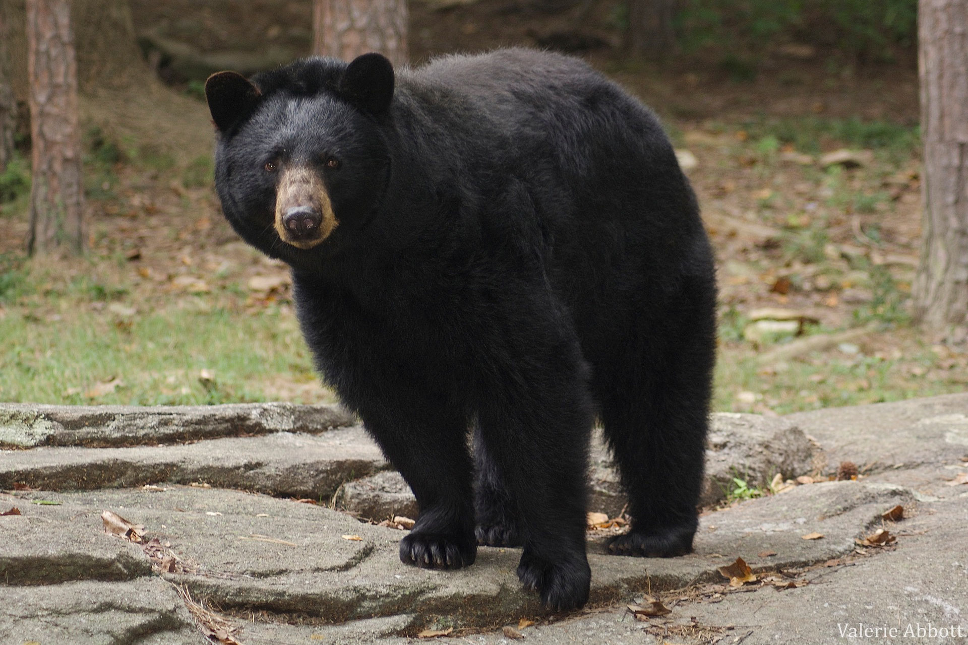 Ours noir : poids, taille, longévité, habitat, alimentation - Diconimoz