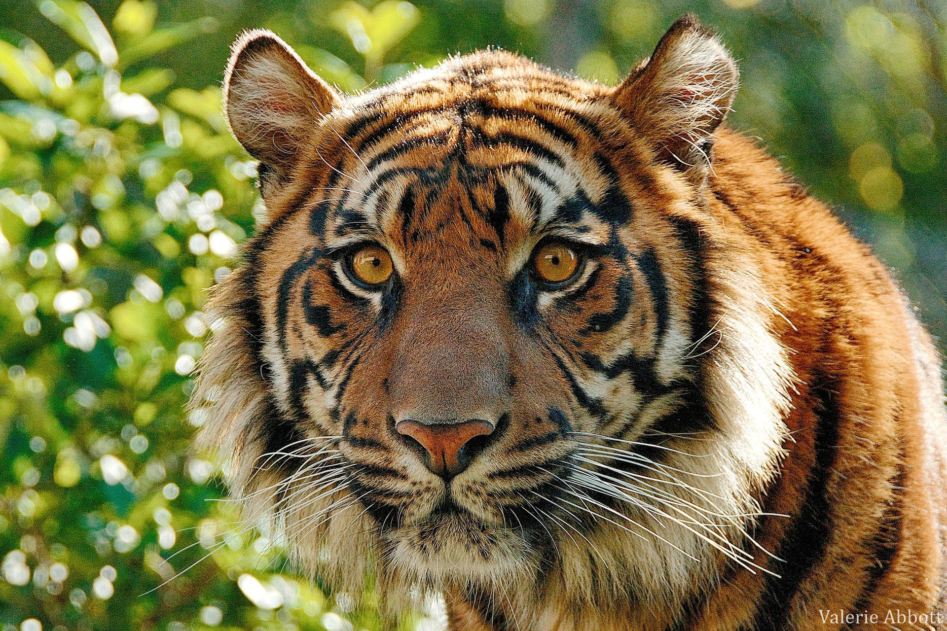 Tigre De Sumatra Poids Taille Longevite Habitat Alimentation Diconimoz
