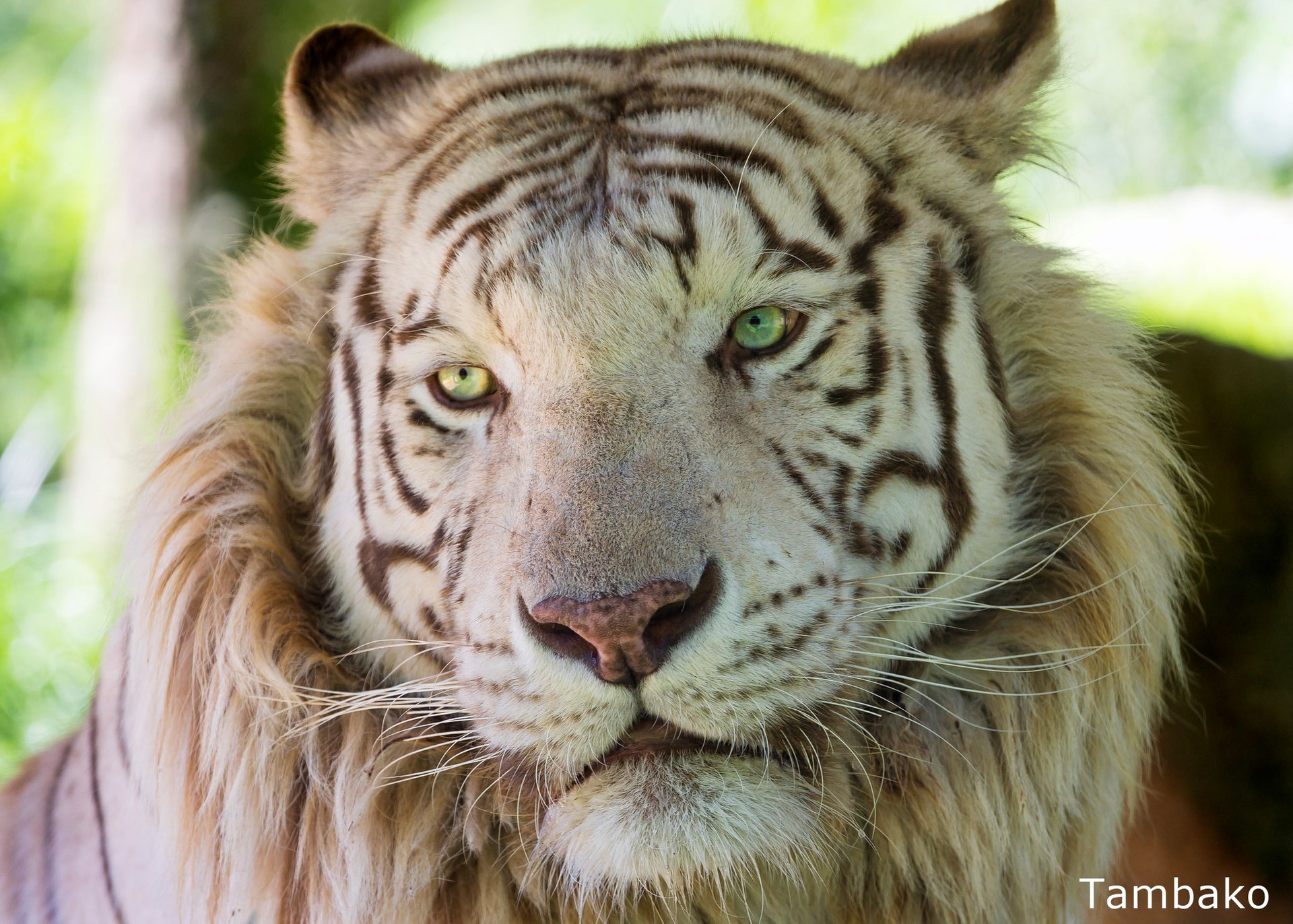 Tigre Blanc Royal