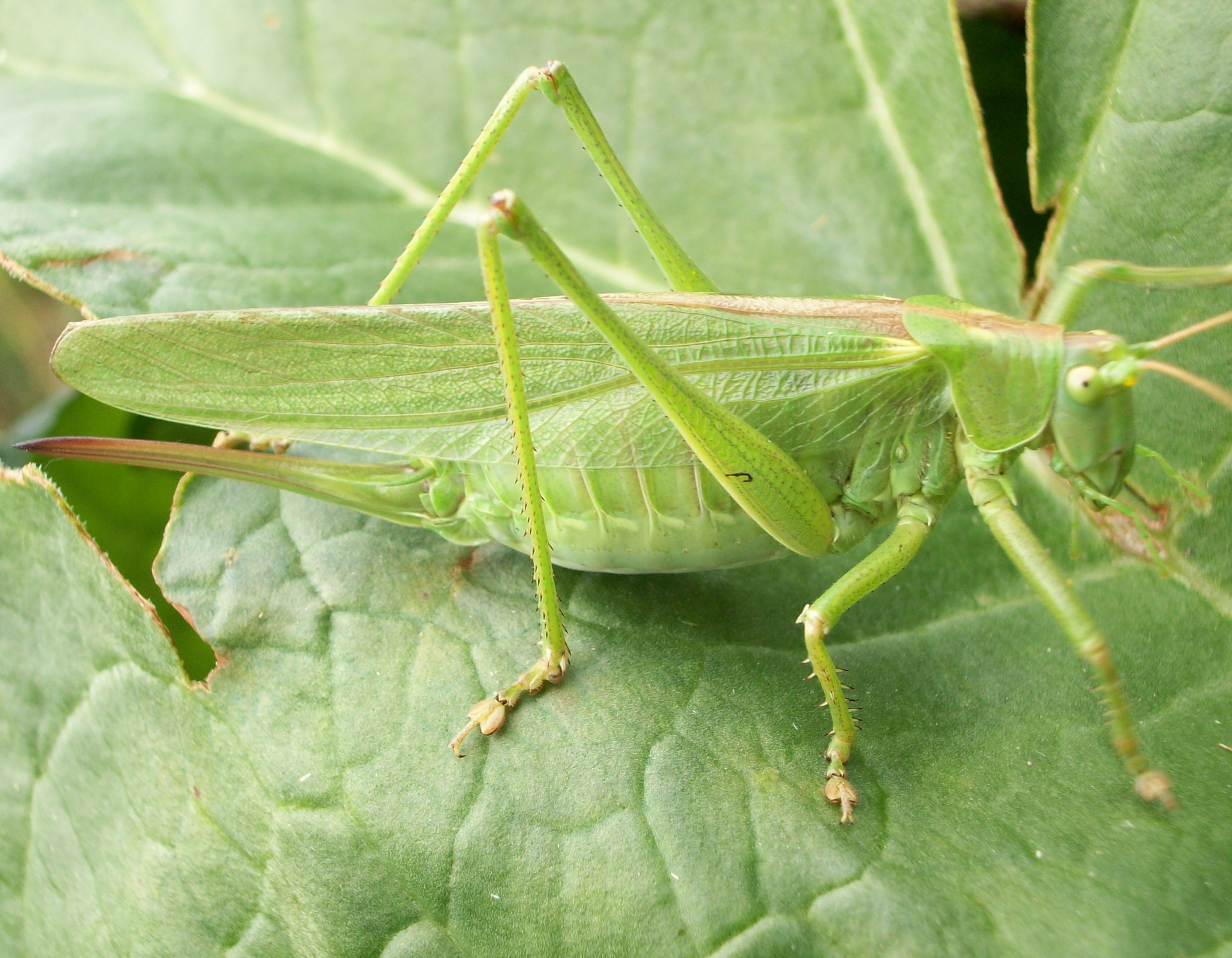 Sauterelle Verte Grande Taille Poids Habitat Reproduction Diconimoz