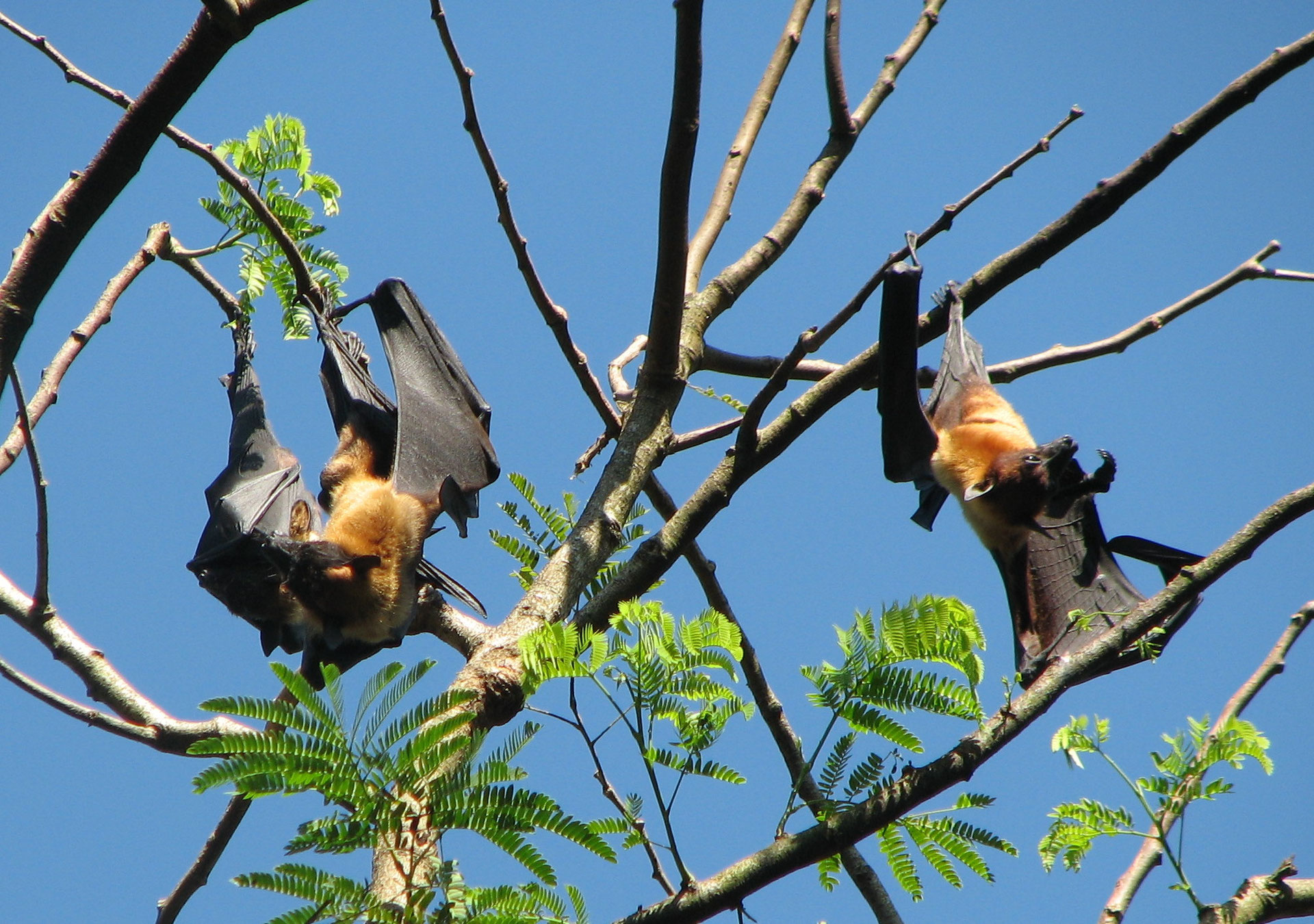 Chauve Souris Geante D Inde Poids Taille Longevite Habitat Alimentation Diconimoz Chauve Souris Geante D Inde Poids Taille Longevite Habitat Alimentation Diconimoz