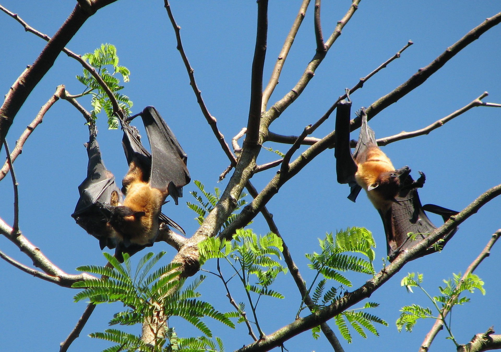 Les chauves-souris géantes d'Australie sont de véritables nomades