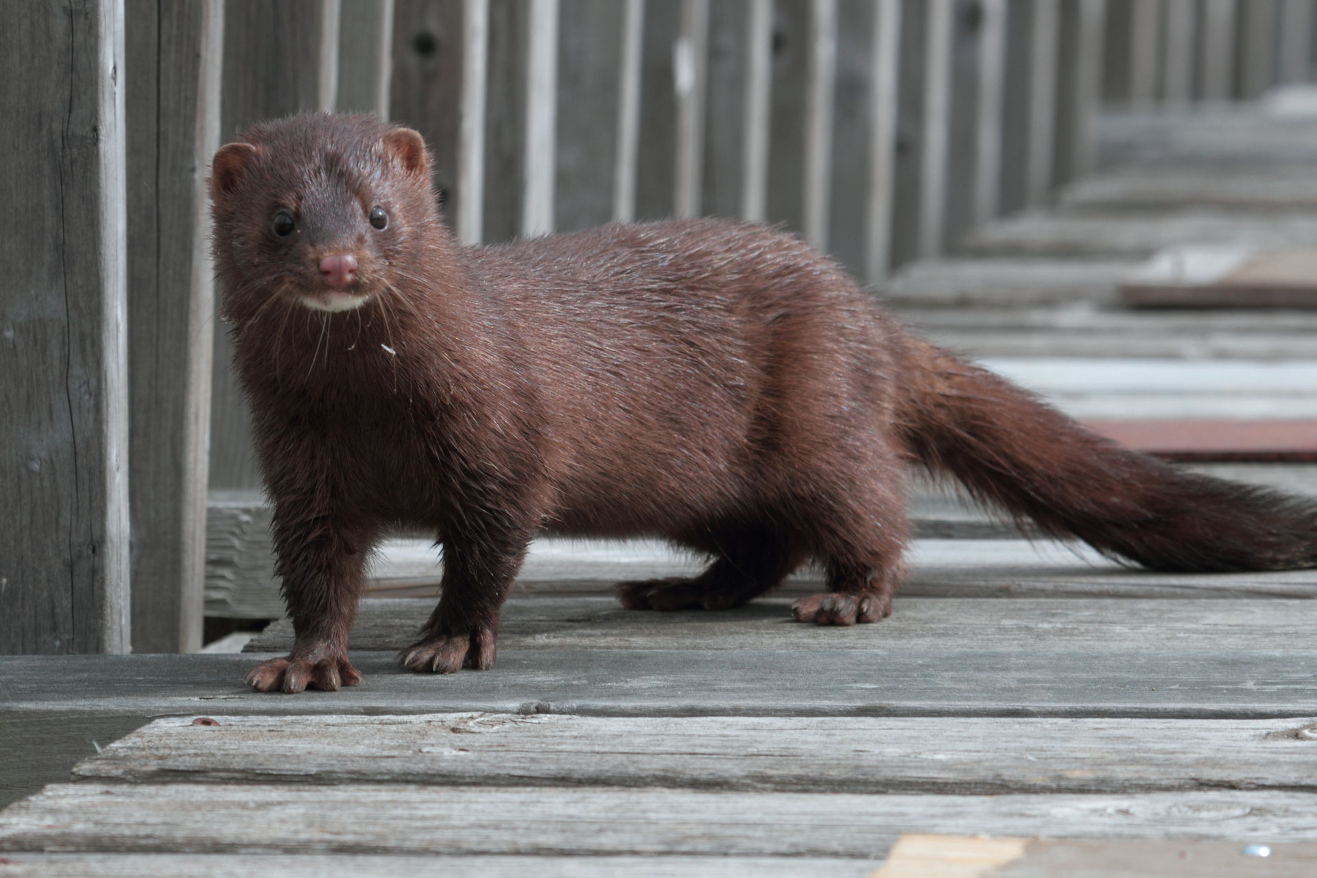 Vison d�Europe poids, taille, longévité, habitat