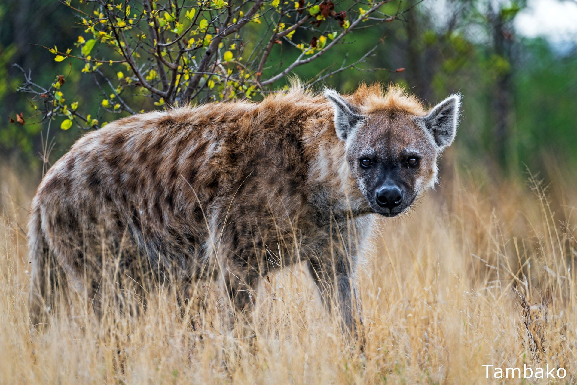 Hyene Tachetee Poids Taille Longevite Habitat Alimentation Liste Animaux Com