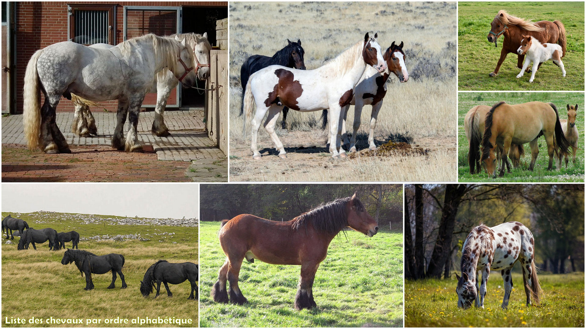 Les Chevaux 700 Fiches Animaux à Découvrir