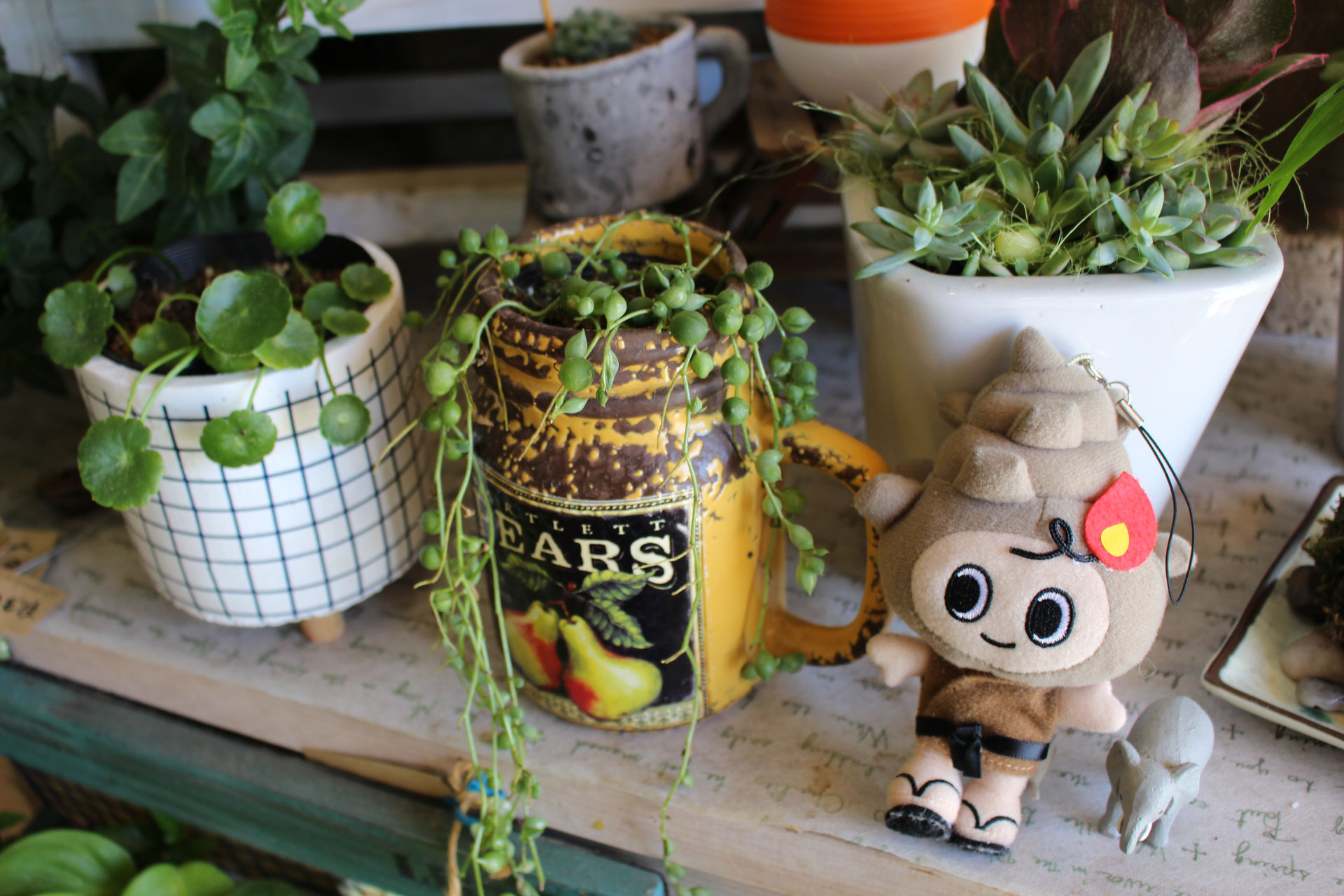 オシャレに植物をお部屋に取り入れたい サザンクロス さん オレンジペコ舎 さんの紹介です でんえんキッチン