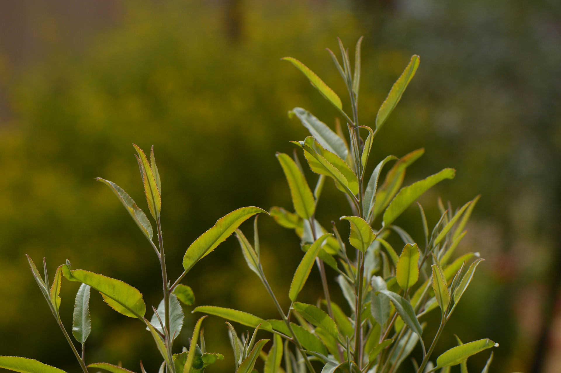 The Rosewood Tree in April - A Small Sunny Garden by Amy Myers