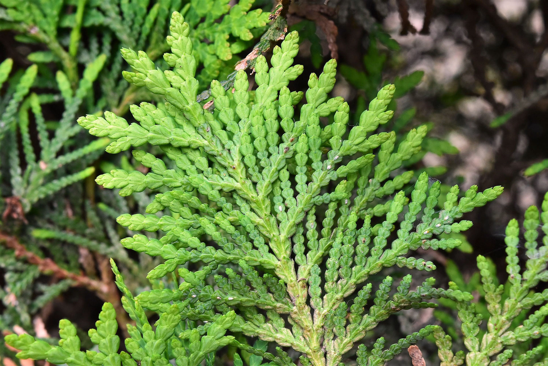 ニオイヒバ 匂檜葉 庭木図鑑 植木ペディア